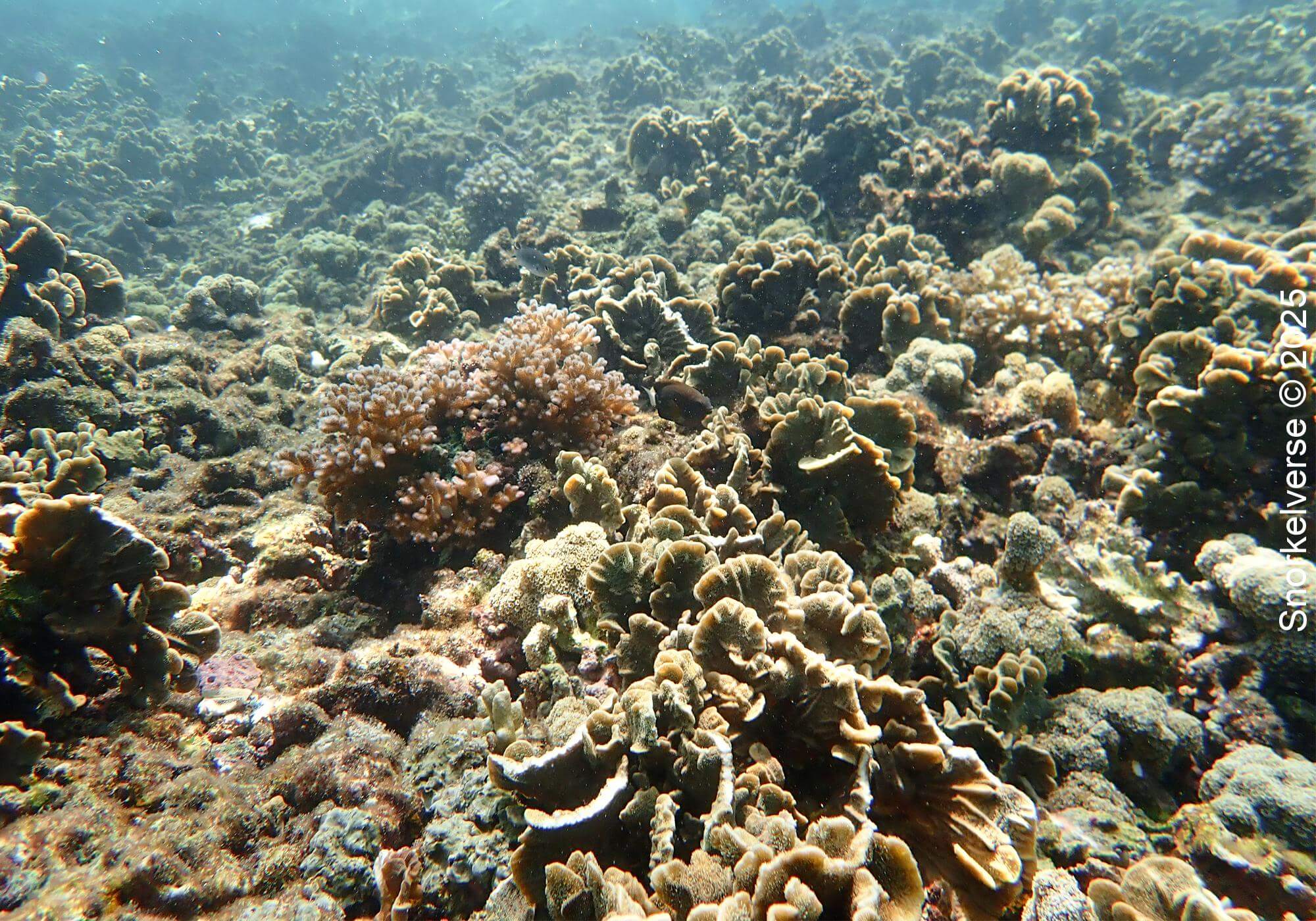 Snorkeling the crystal clear Japanese Gardens, Koh Tao 23 Coral Reef, Japanese Gardens