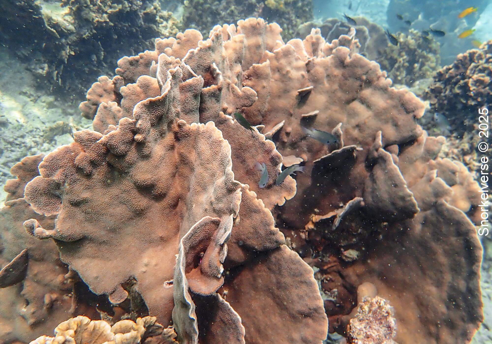 Large Lettuce Coral, Japanese Gardens