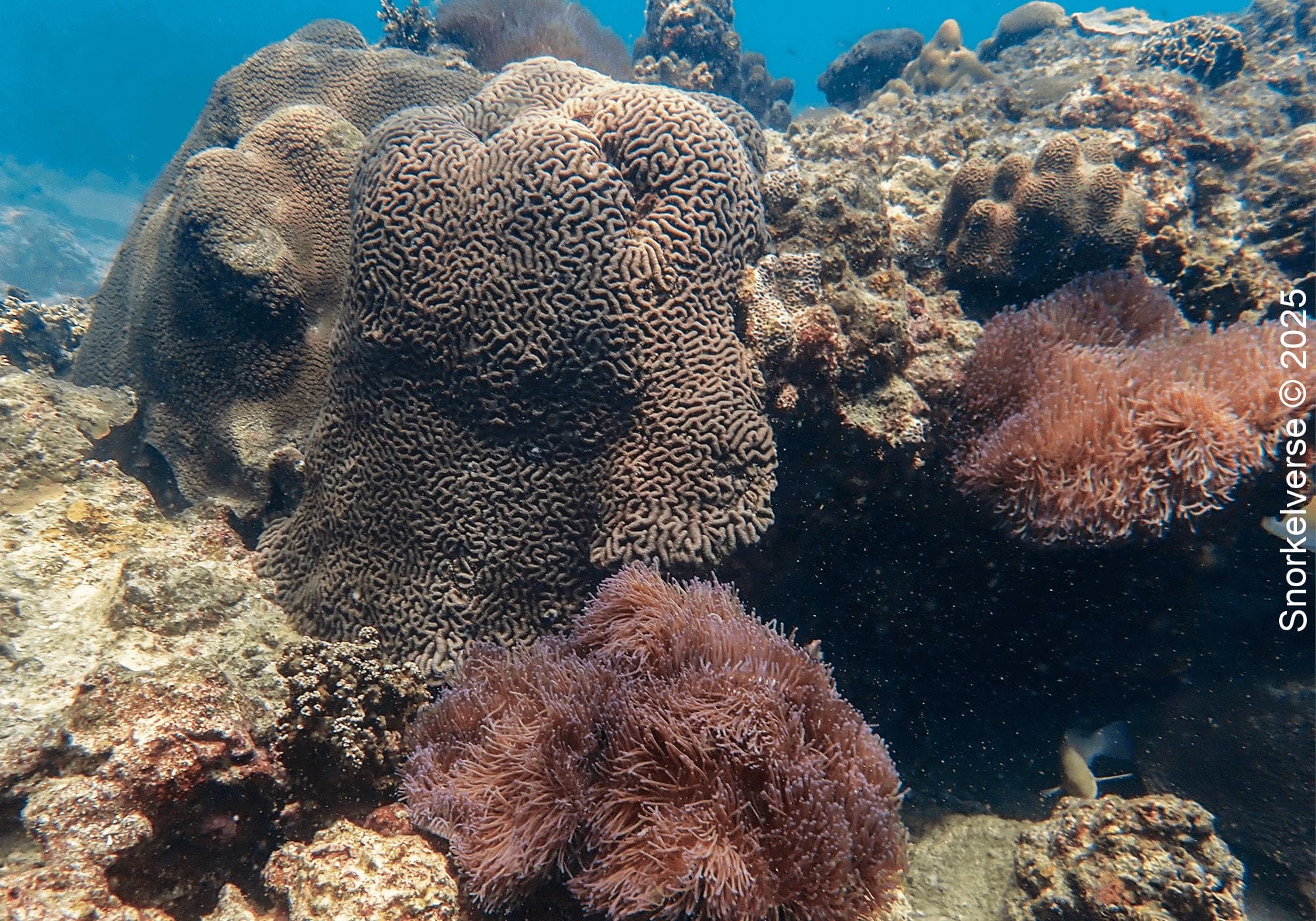 Coral Reef, Lighthouse Bay, Koh Tao