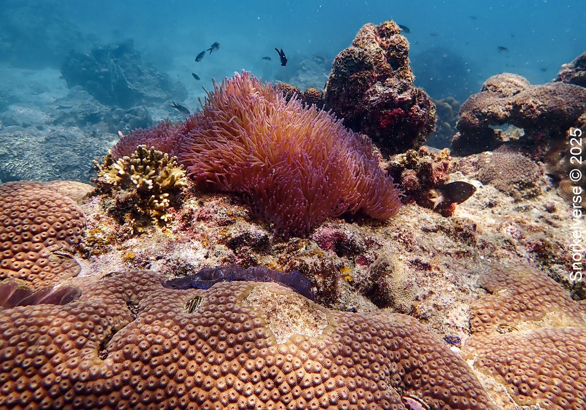 Snorkeling the corals of Lighthouse Bay, Koh Tao 17 Coral Reef, Lighthouse Bay, Koh Tao
