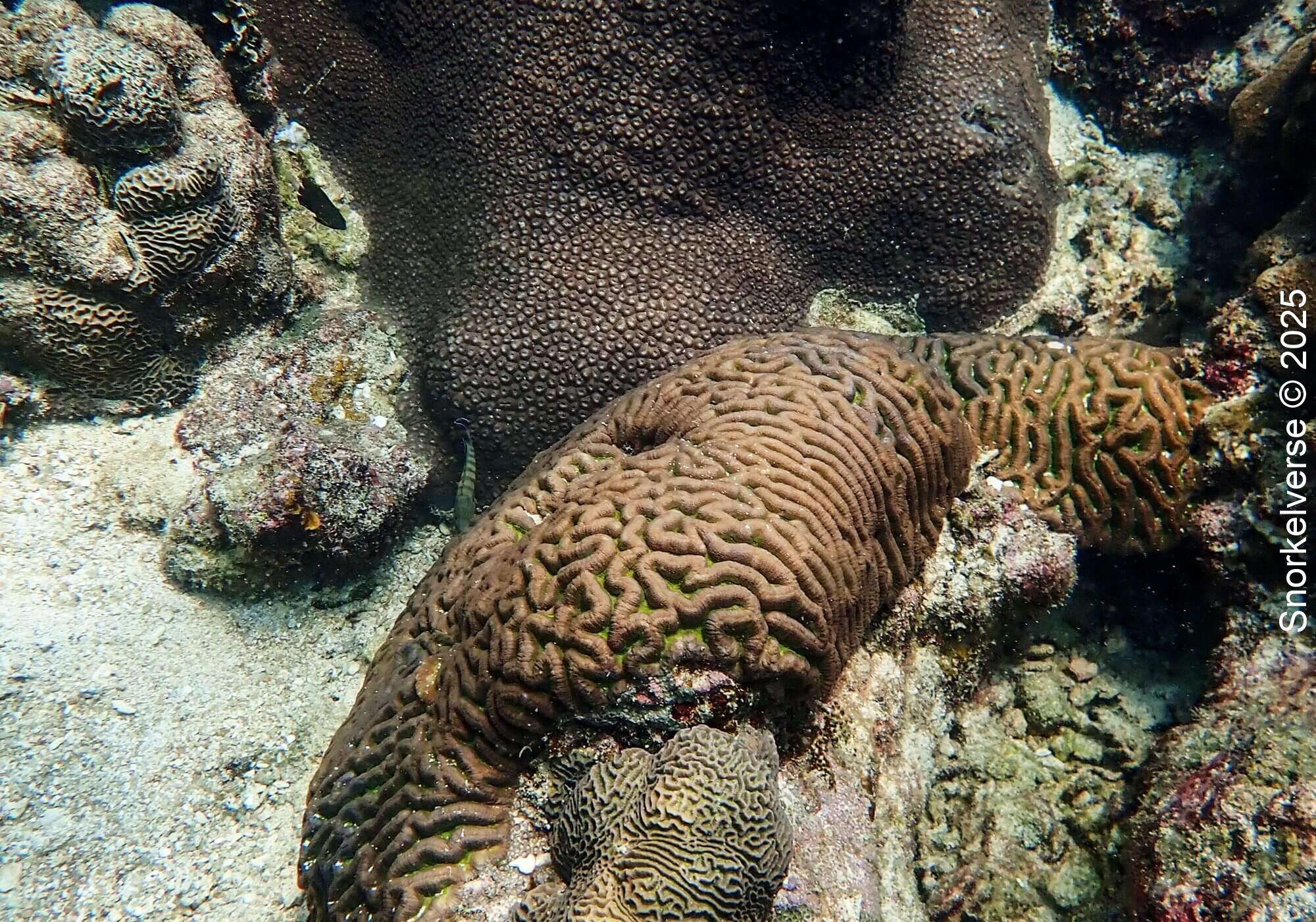 Coral Reef, Lighthouse Bay, Koh Tao