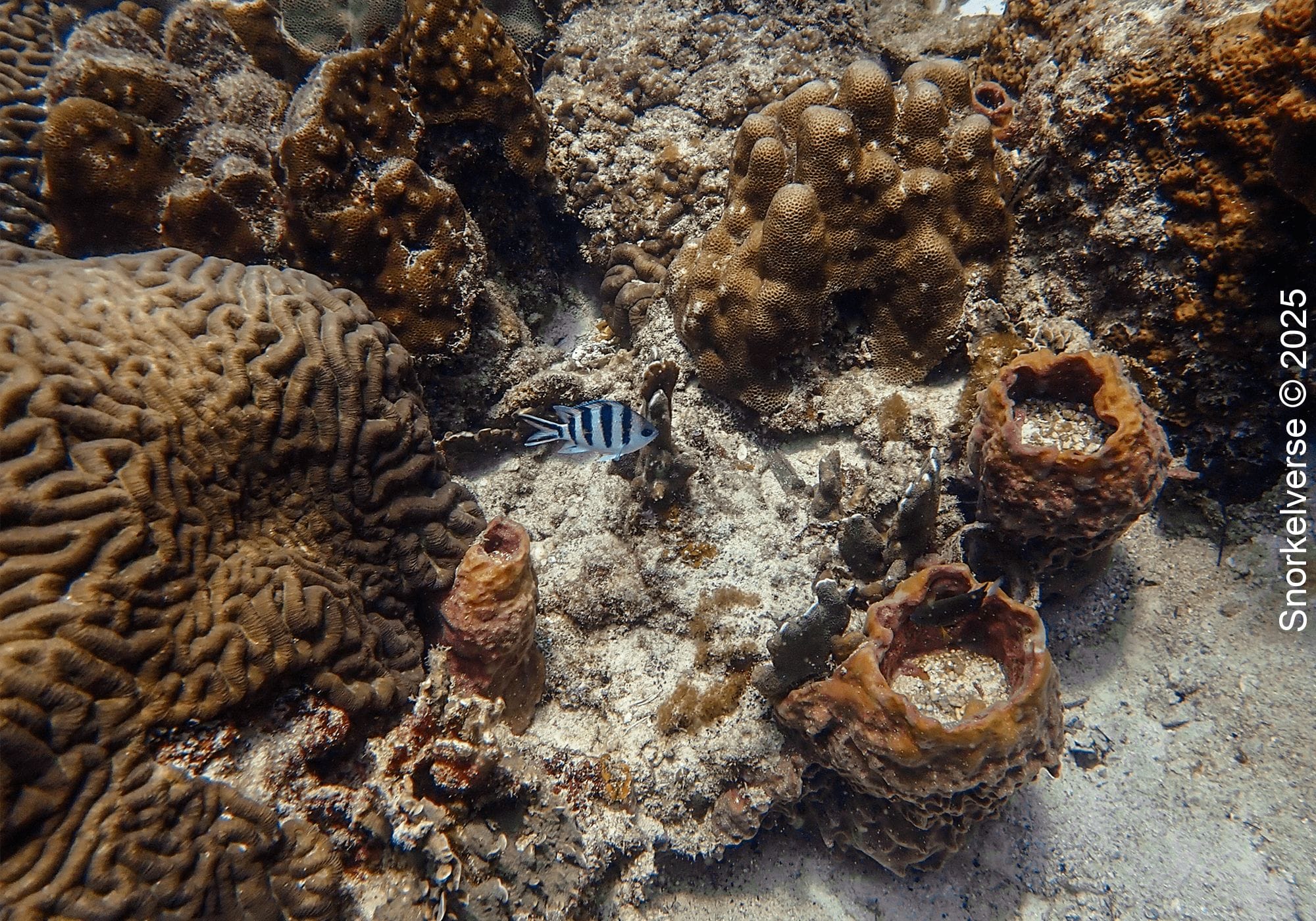 Snorkeling the corals of Lighthouse Bay, Koh Tao 29 Damselfish, Lighthouse Bay