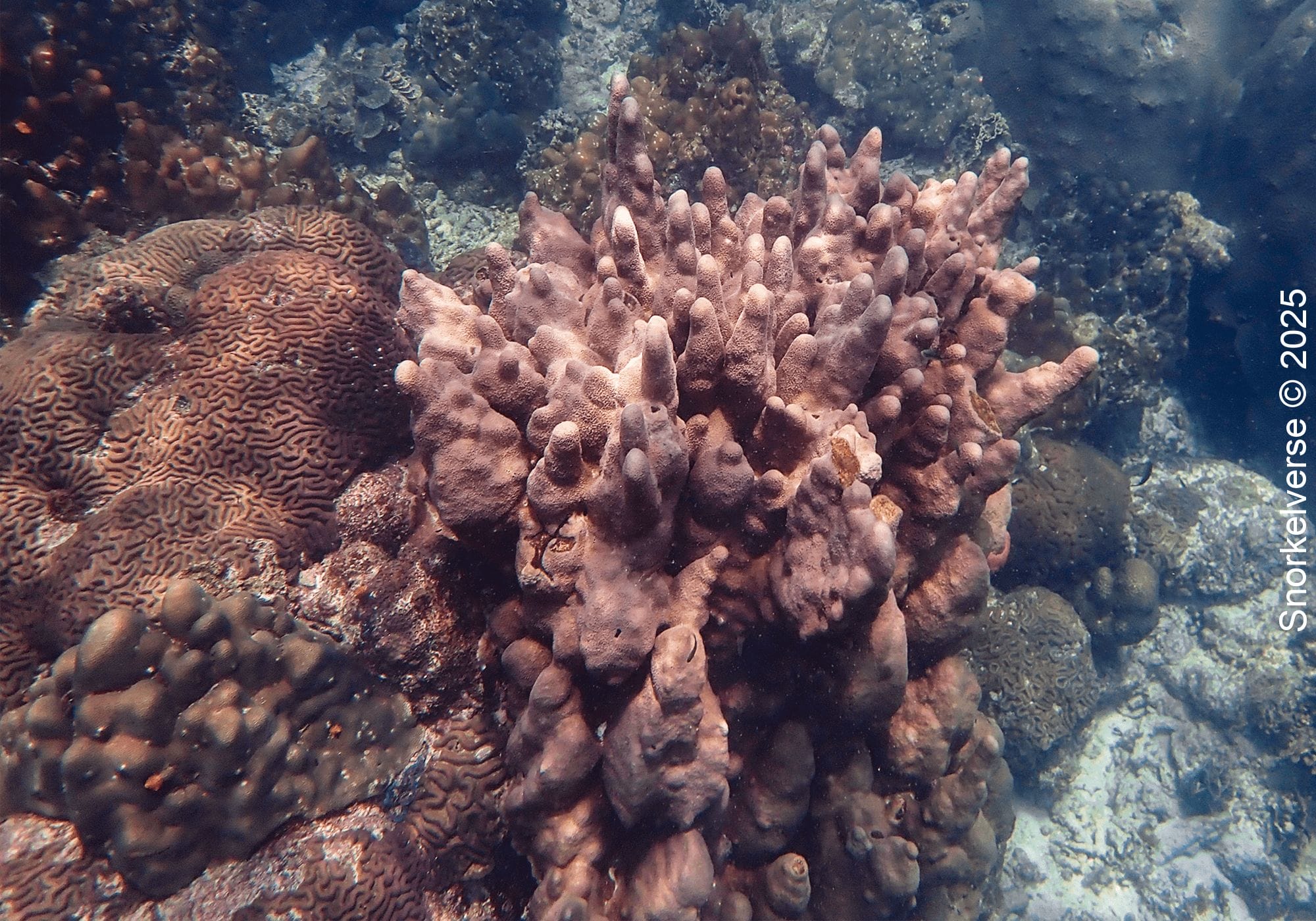 Snorkeling the corals of Lighthouse Bay, Koh Tao 19 Coral Reef, Lighthouse Bay, Koh Tao, Thailand