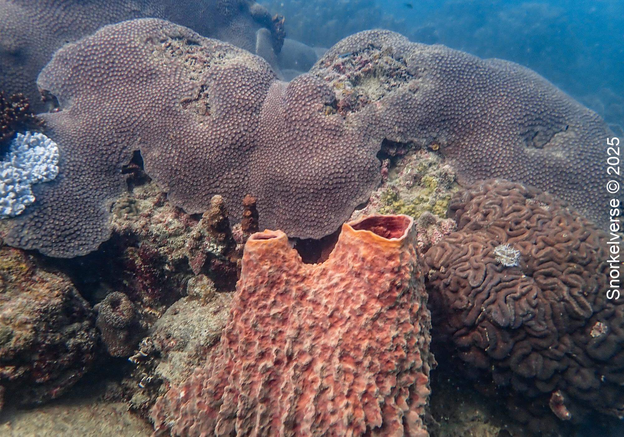 Snorkeling the tropical Tanote Bay, Koh Tao 17 Coral Reef, Tanote Bay, Koh Tao