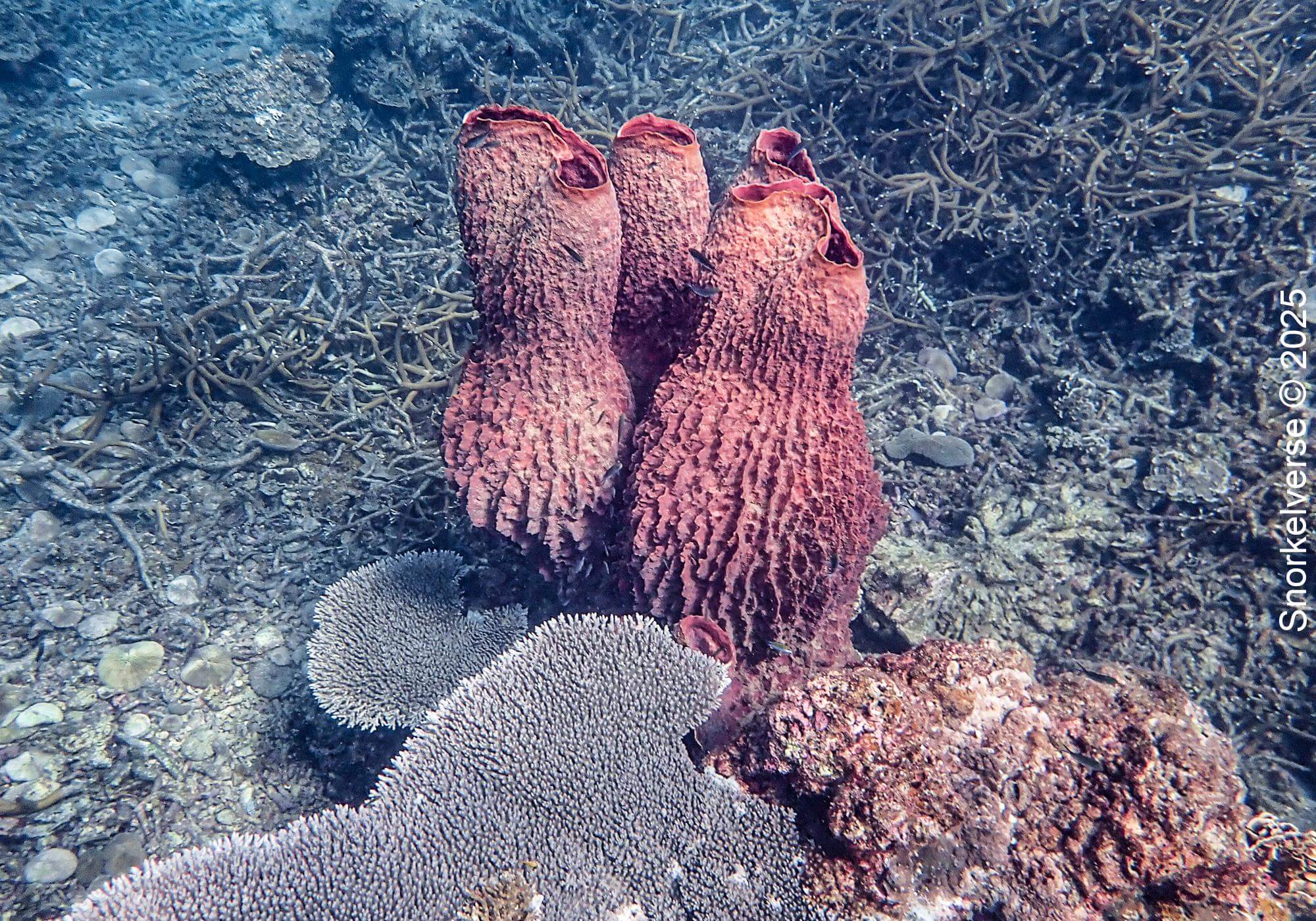 Croal Reef Mango Bay 5