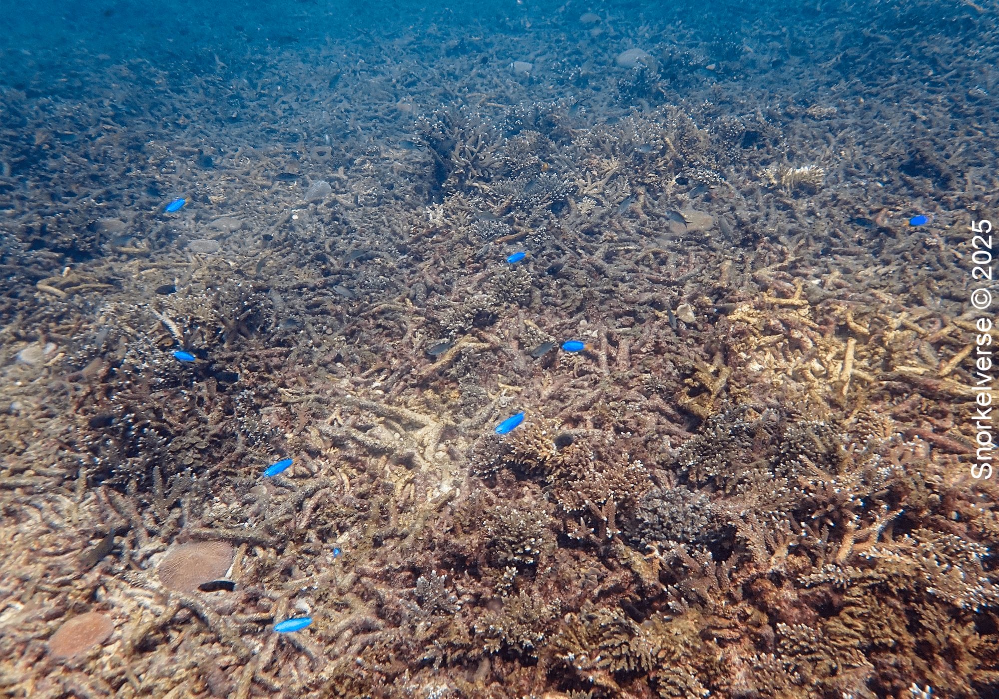 Snorkeling Shark Bay, Koh Tao 22 Neon Damselfish swimming above dead coral, Shark Bay