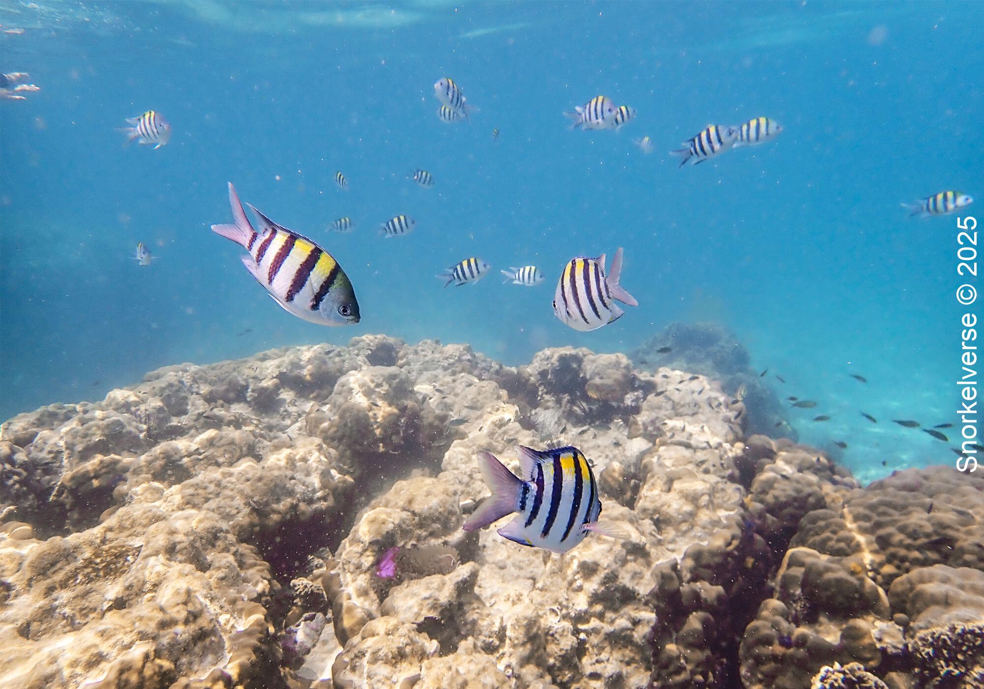Damselfish, Japanese Gardens, Koh Tao