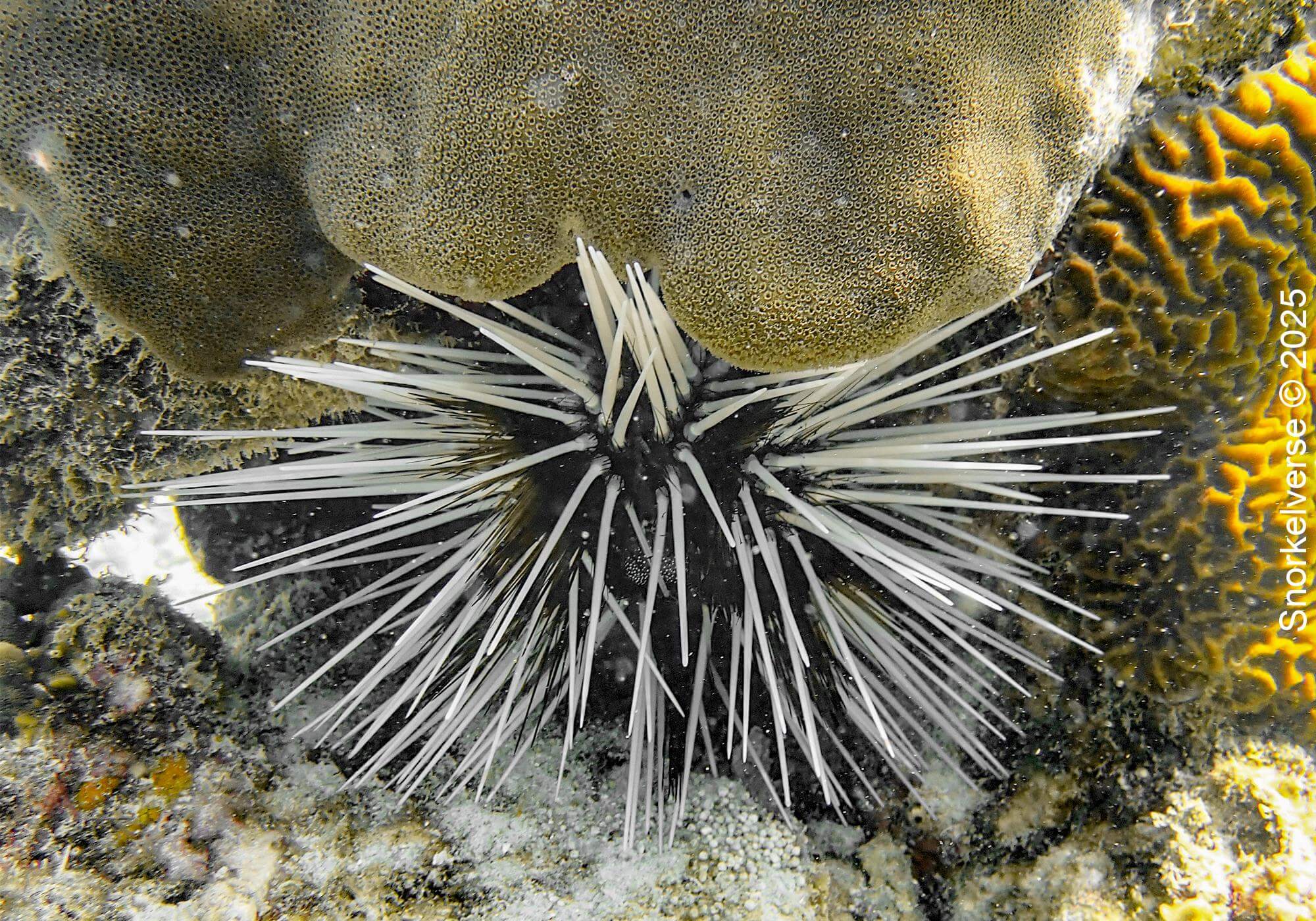 Snorkeling the crystal clear Japanese Gardens, Koh Tao 28 Double Spined Urchin, Japanese Gardens, Koh Tao