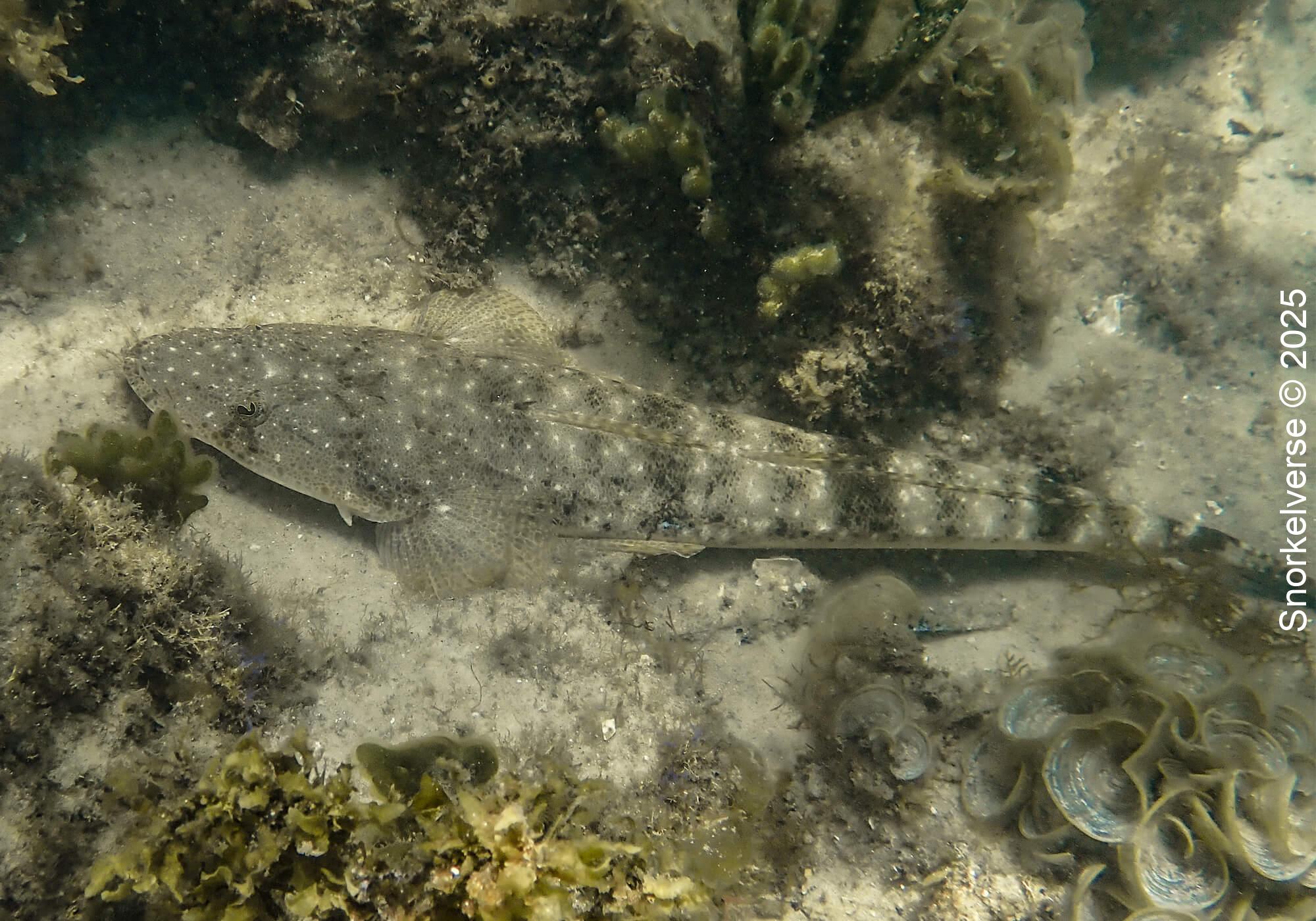 Dusky Flathead, Fly Point, Nelsons Bay