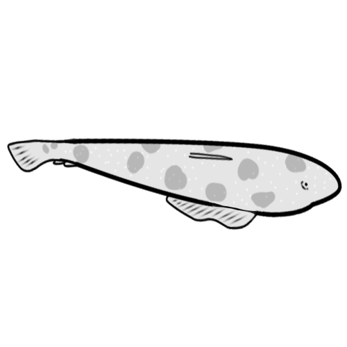 Dusky Flathead Icon