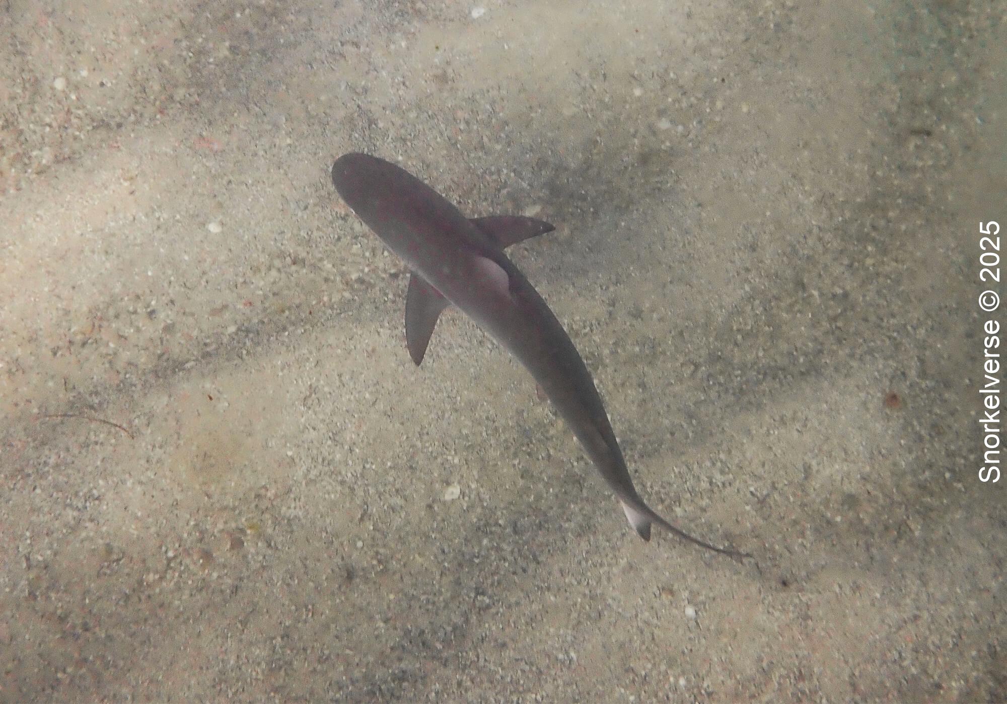 Snorkeling Shelly Beach / Cabbage Tree Bay at Manly, Sydney 40 Dusky Whaler Shark, Shelly Beach, Manly
