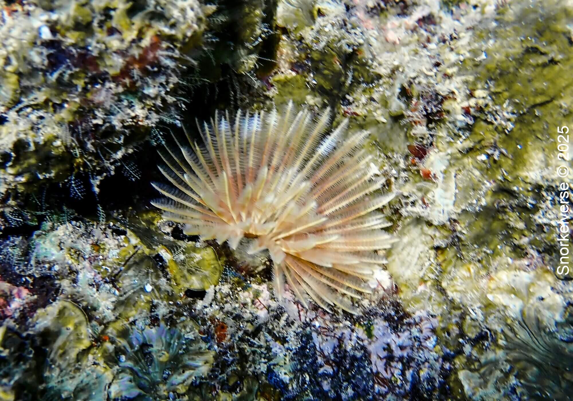Feather Duster Worm, Aow Leuk Bay