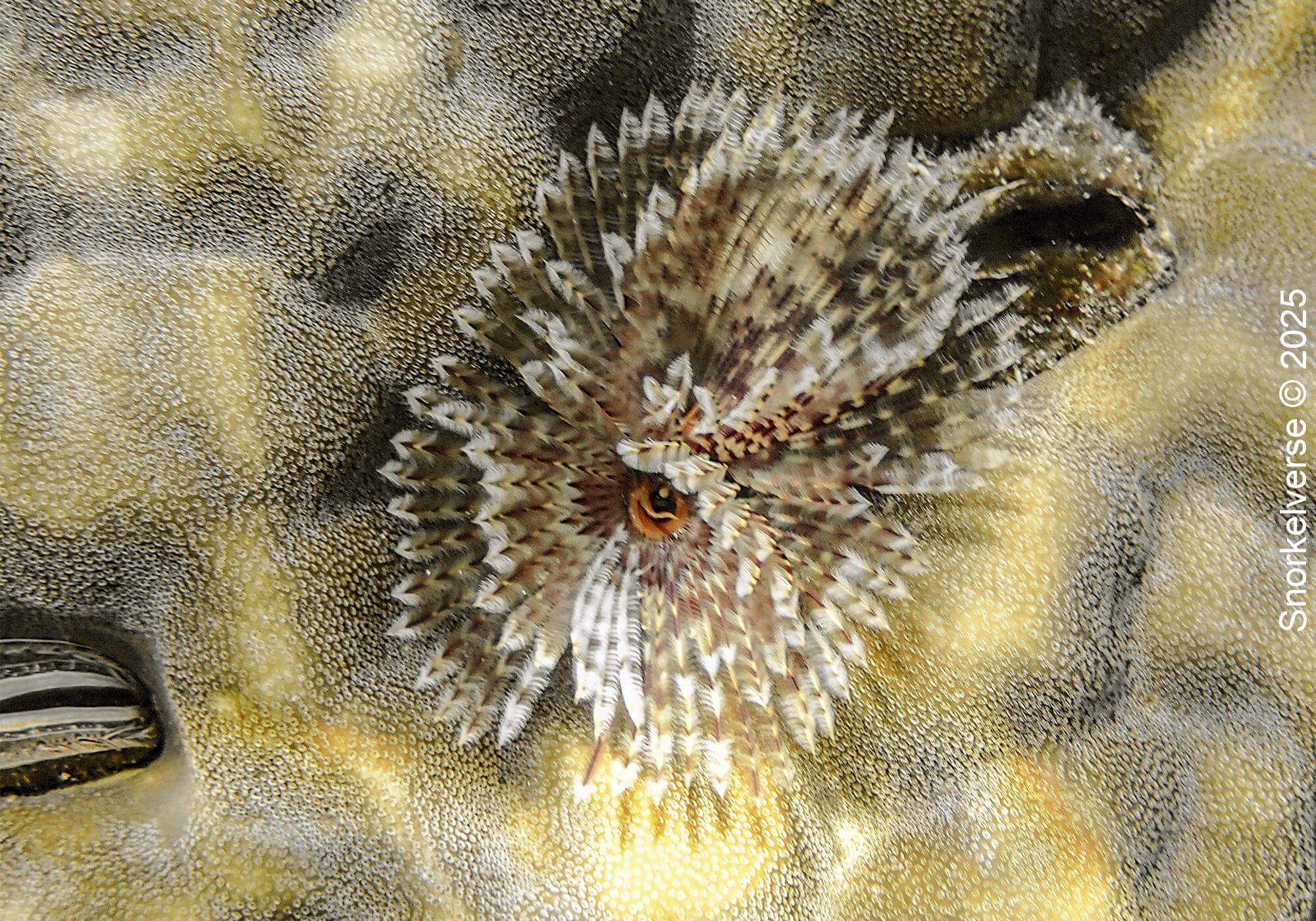 Feather duster, Japanese Gardens, Koh Tao