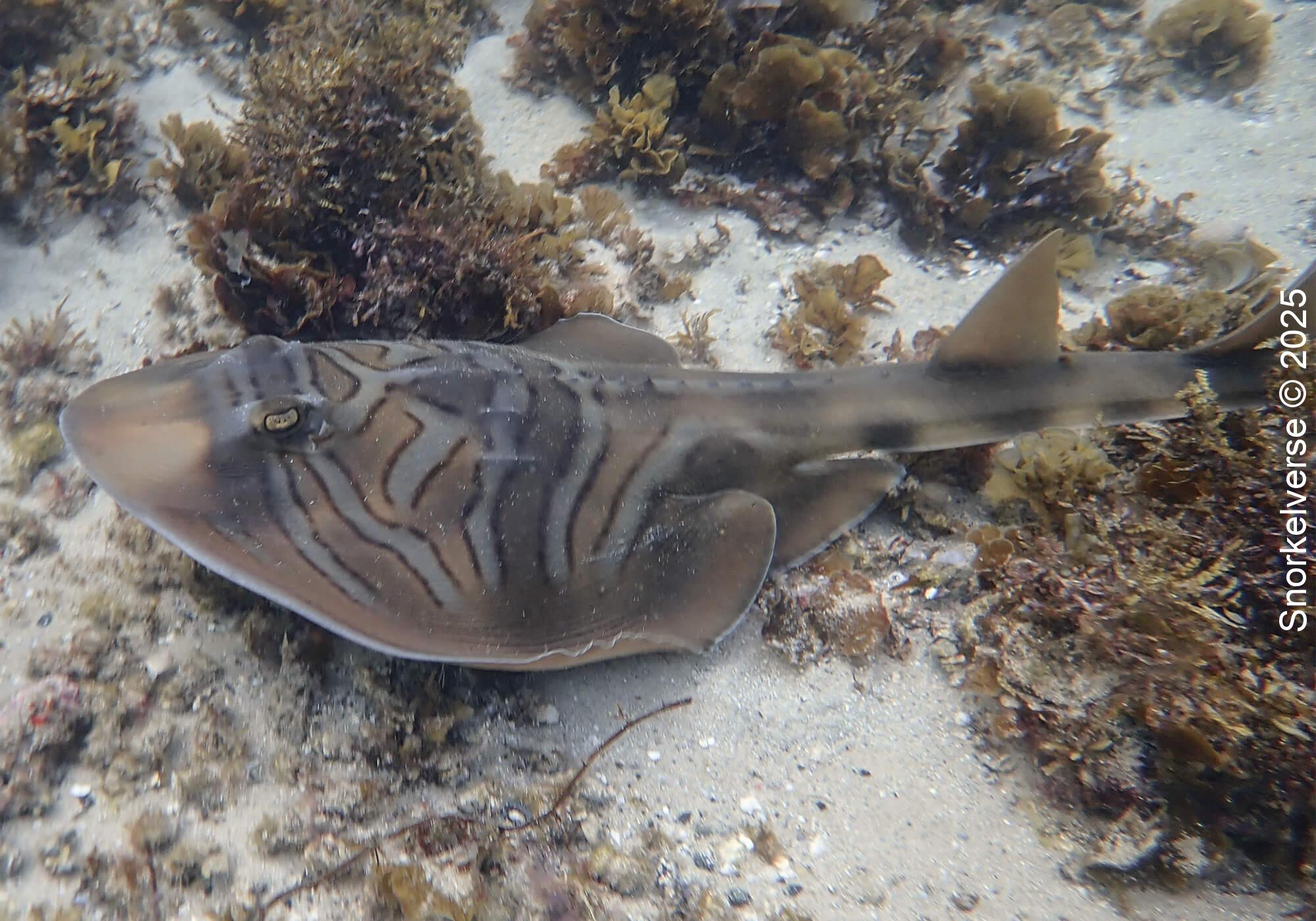 Fiddler Ray, Cabbage Tree Bay Aquatic Reserve