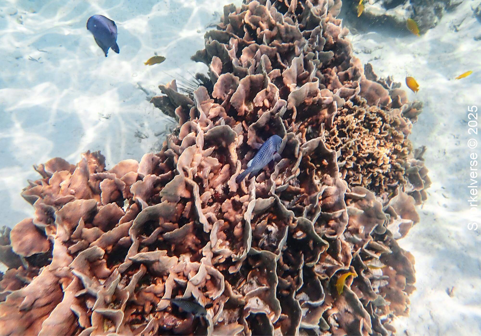 Snorkeling the crystal clear Japanese Gardens, Koh Tao 19 Flower Coral, Japanese Gardens