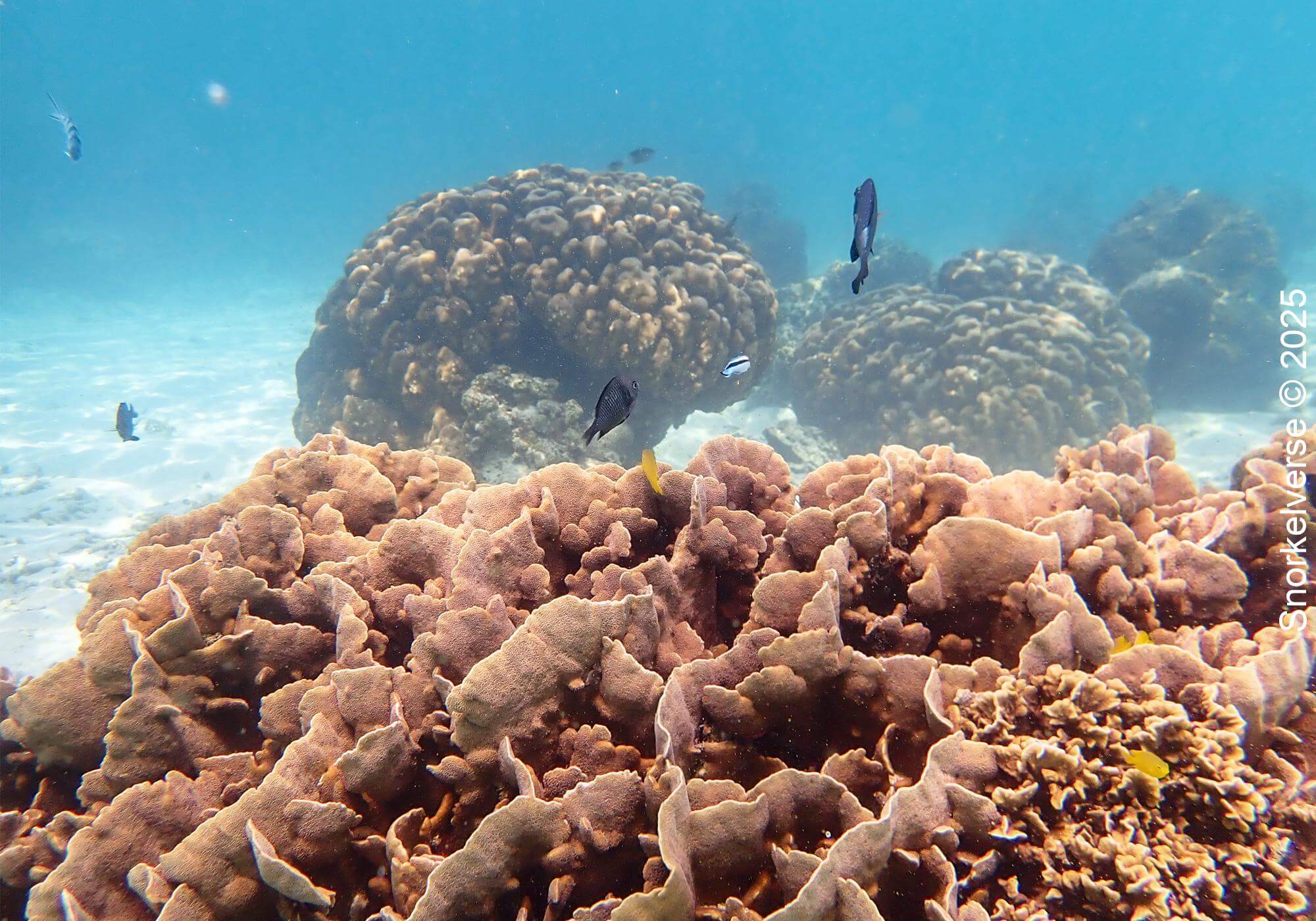 Snorkeling the crystal clear Japanese Gardens, Koh Tao 20 Flower Coral, Japanese Gardens