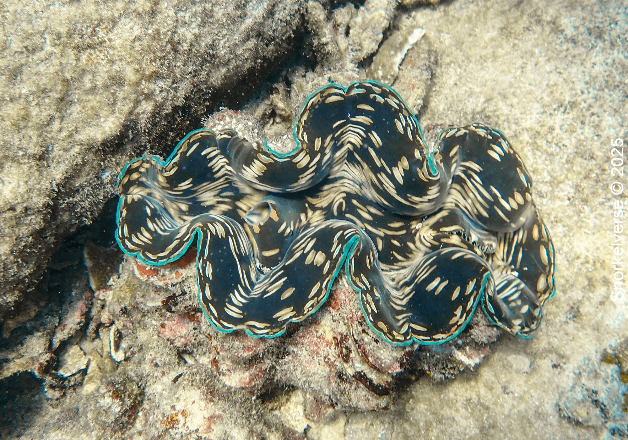 Giant Clam, Aow Leuk