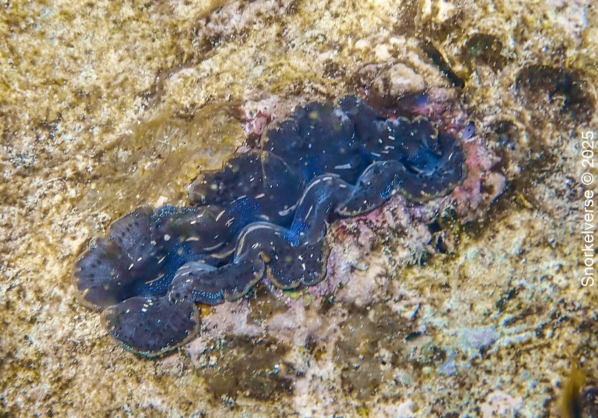 Snorkeling Shark Bay, Koh Tao 26 Giant Clam, Shark Bay
