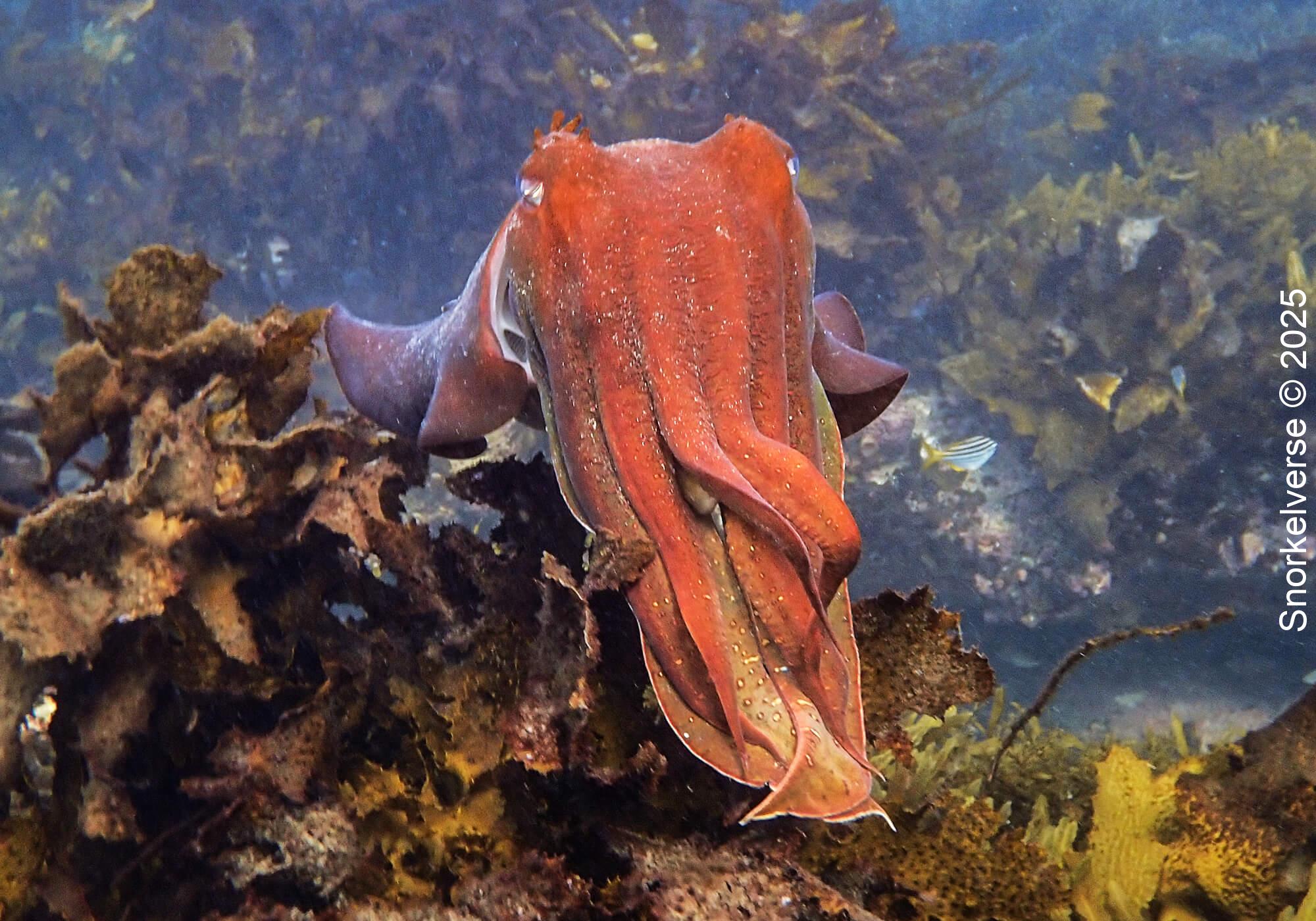 Snorkeling Shelly Beach / Cabbage Tree Bay at Manly, Sydney 42 Australian Giant Cuttlefish, Shelly Beach, Many, Sydney