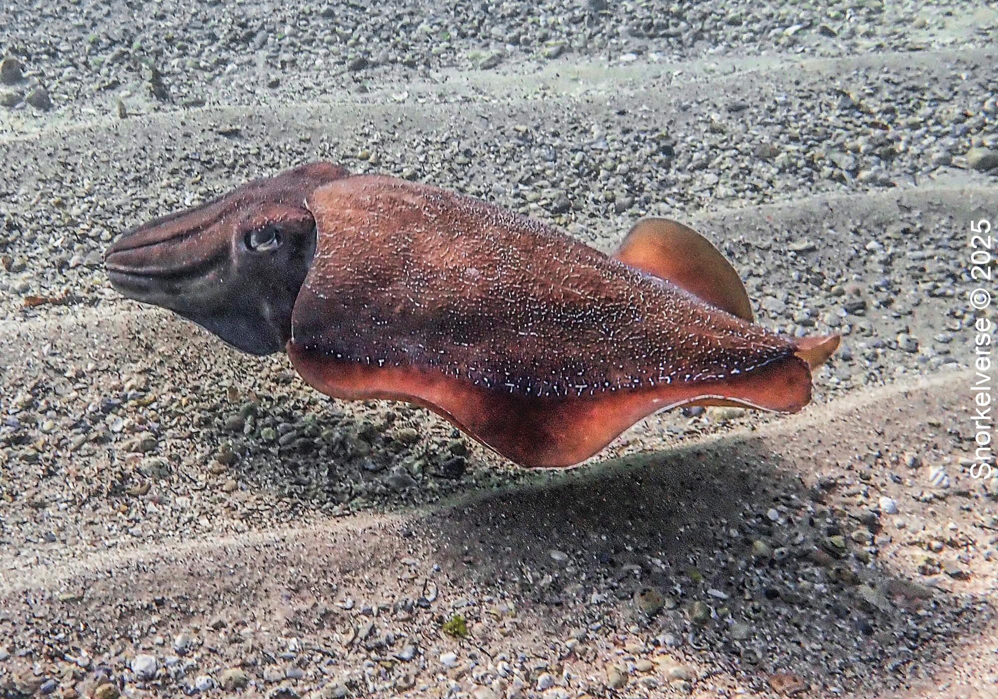 Giant Cuttlefish, Shelly Beach