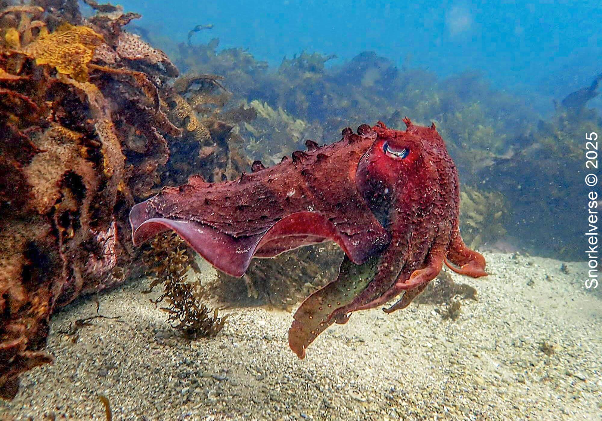 Australian Giant Cuttlefish, Shelly Beach, Manly, Sydney, Australia