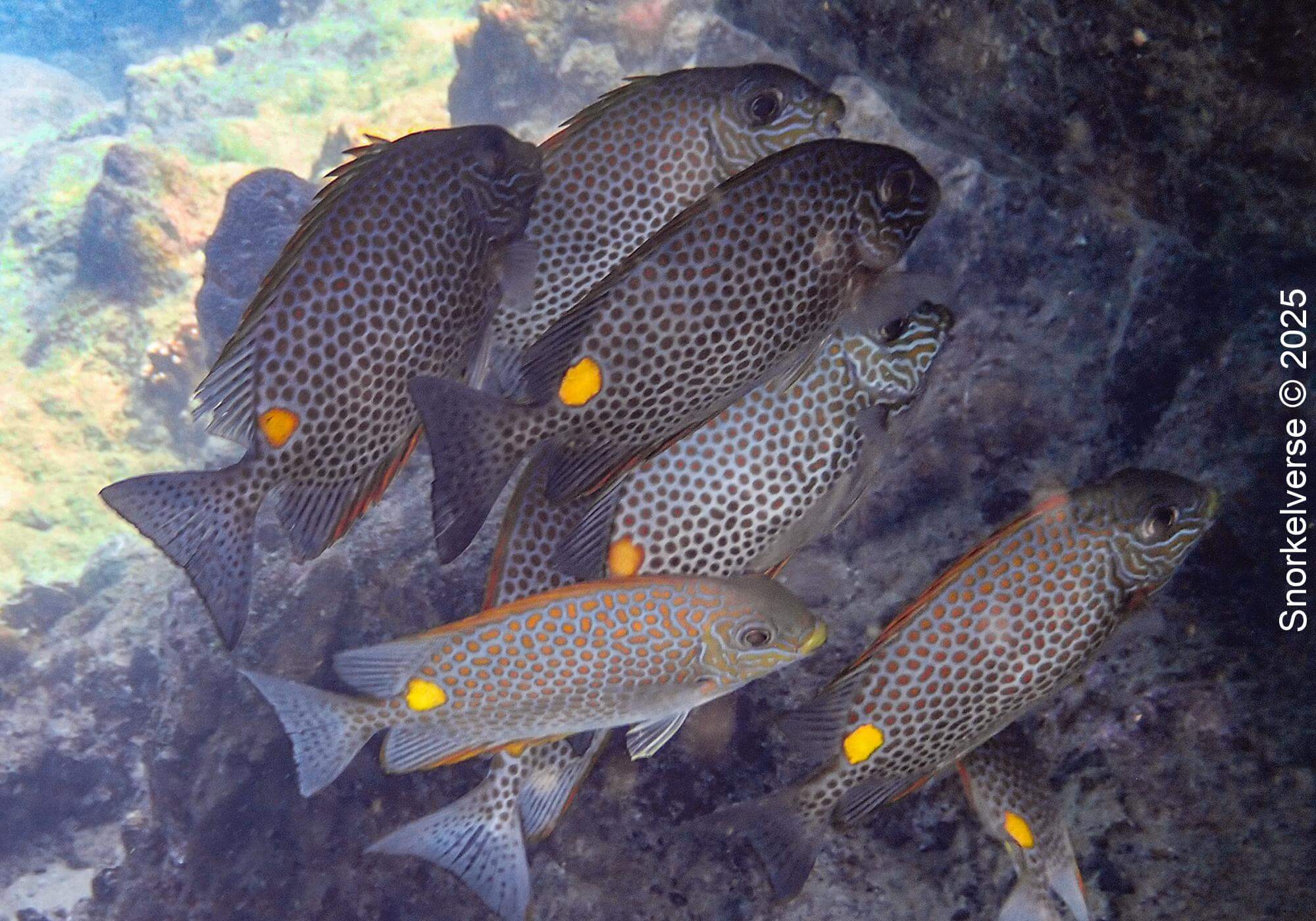 Golden Rabbitfish, Tanote Bay