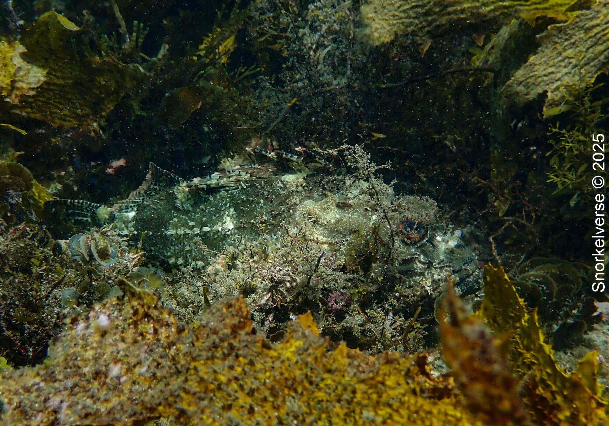 Snorkeling Shelly Beach / Cabbage Tree Bay at Manly, Sydney 46 Humpback Scorpionfish, Shelly Beach, Manly, Sydney