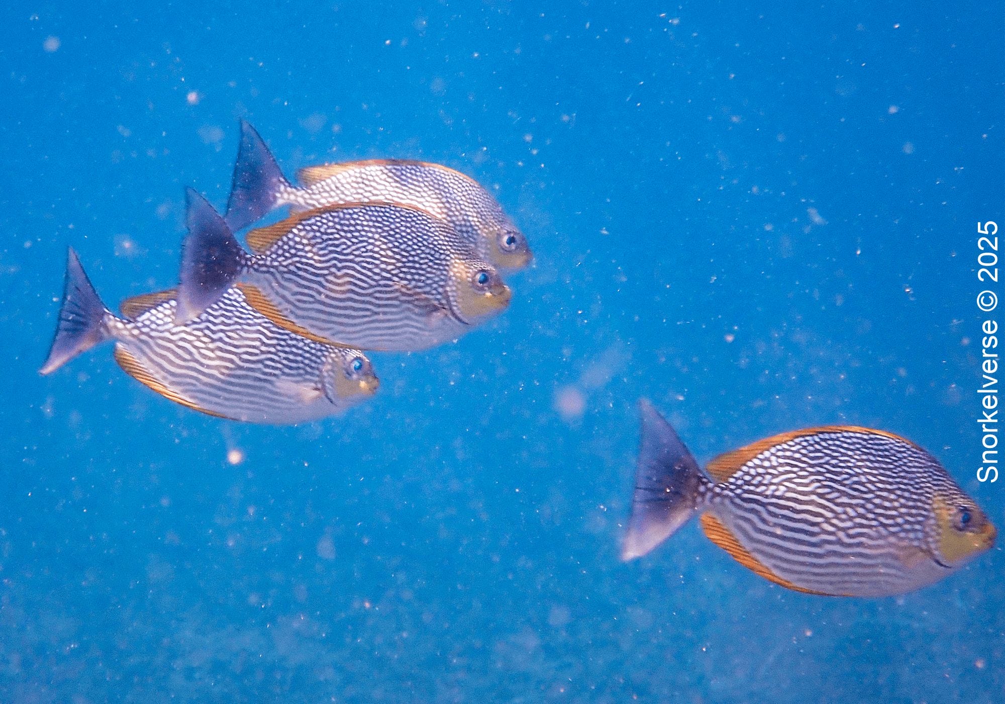 Snorkeling Shark Bay, Koh Tao 28 Java Rabbitfish, Shark Bay