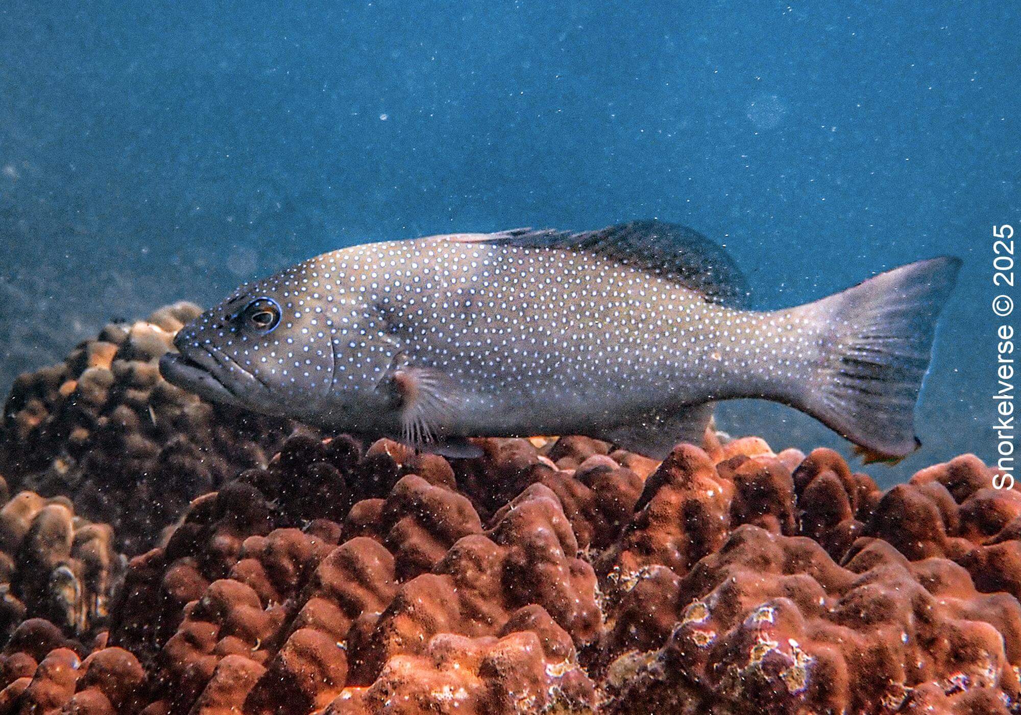 Snorkeling the crystal clear Japanese Gardens, Koh Tao 29 Leapard Coral Grouper, Japanese Gardens, Koh Tao