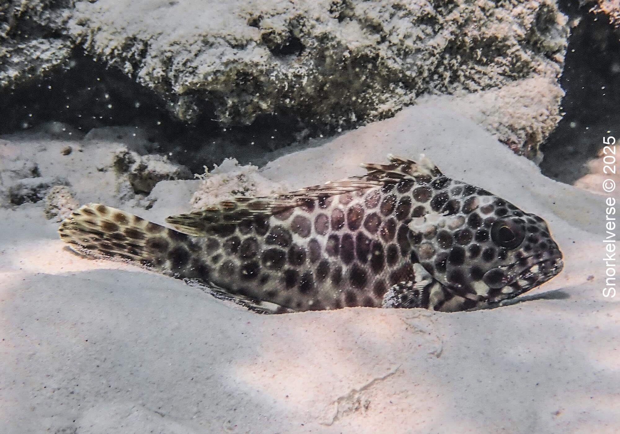 Snorkeling the crystal clear Japanese Gardens, Koh Tao 30 Longfin Grouper, Japanese Gardens