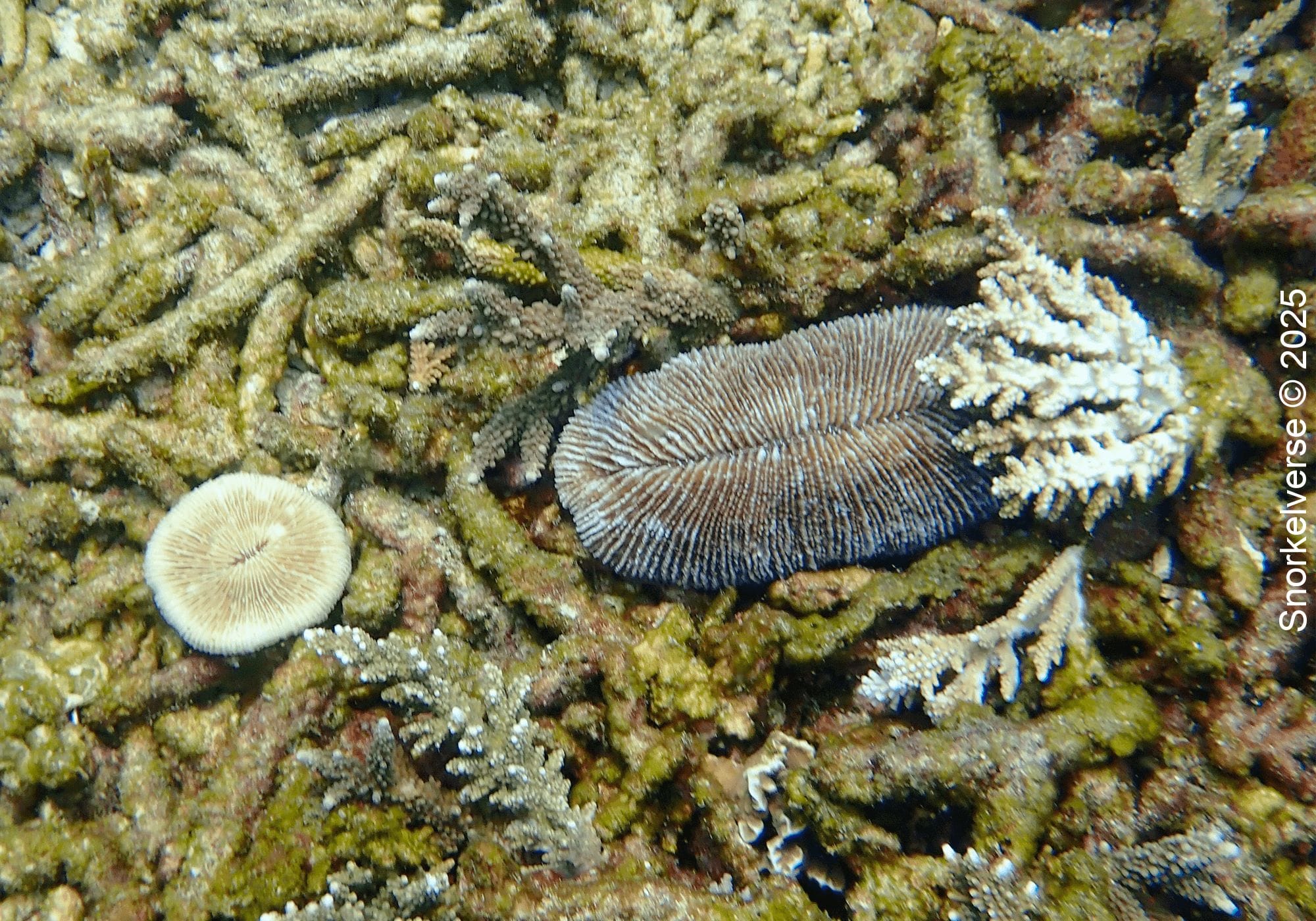 Snorkeling Shark Bay, Koh Tao 21 Mushroom Coral, Shark Bay