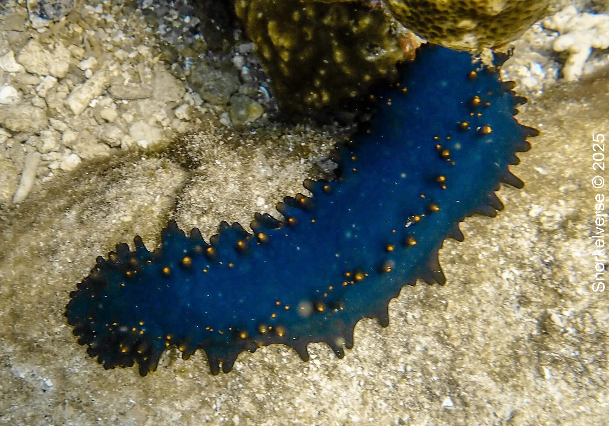 Snorkeling with sharks at Aow Leuk Bay, Koh Tao 26 Orange Spiked Sea Cucumber, Aow Leuk Bay