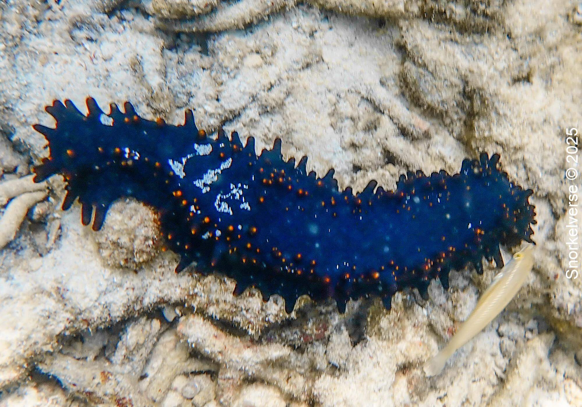 Orange Spiked Sea Cucumber, Japanese Gardens