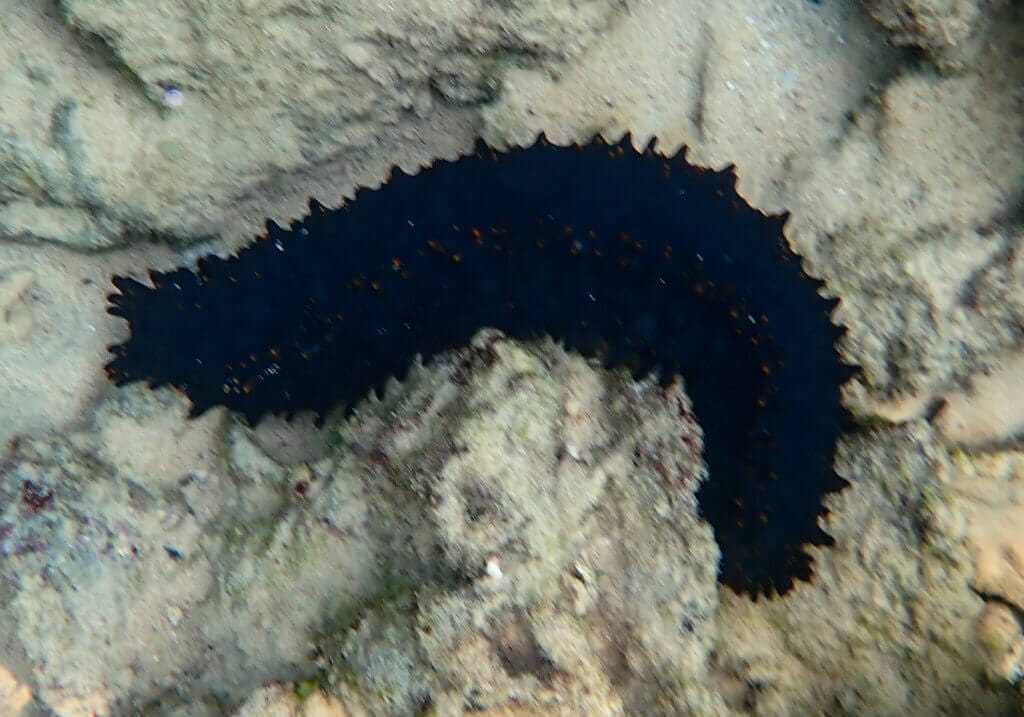 Orange Spiked Sea Cucumber, Tanote Bay