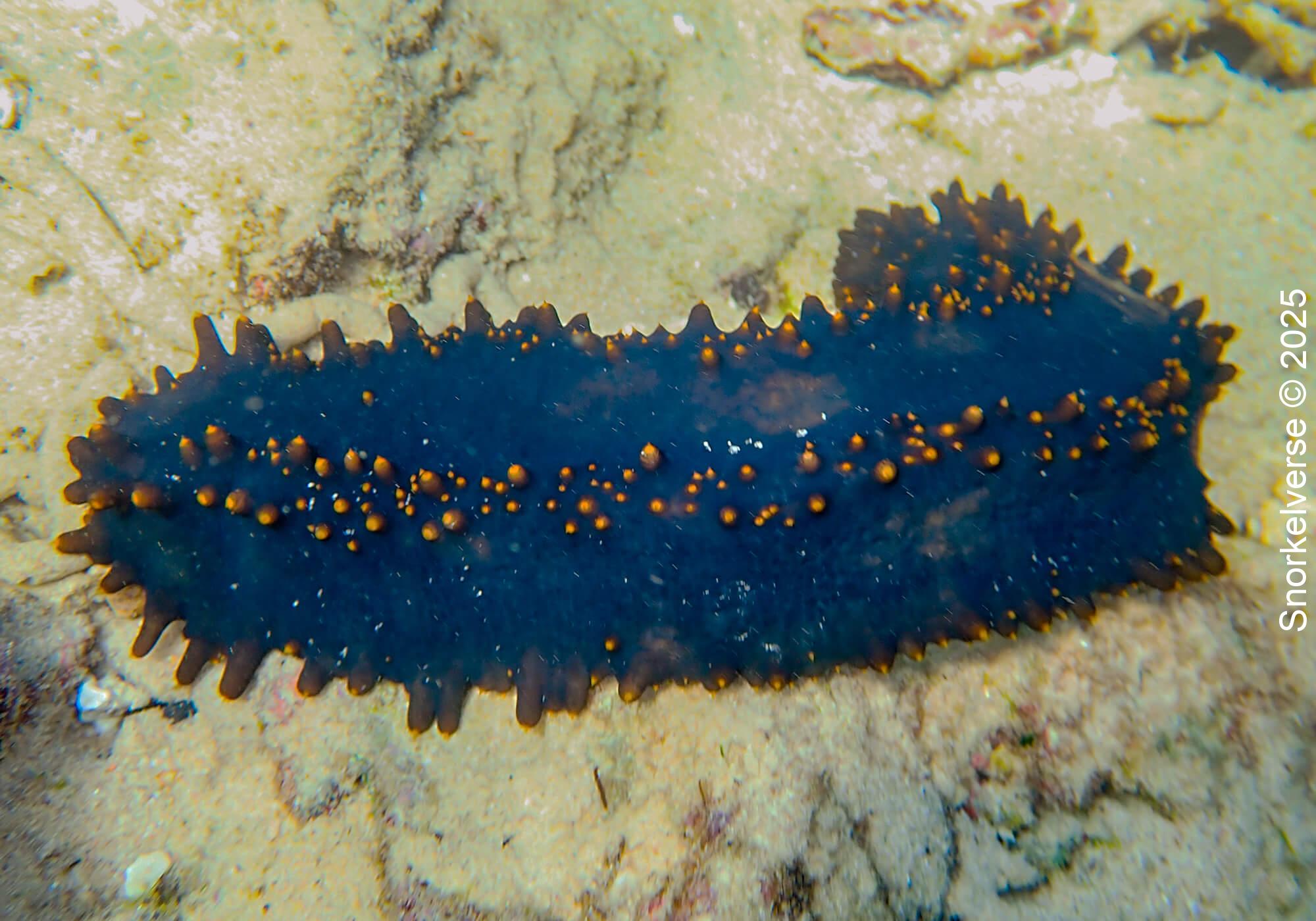 Orange Spiked Sea Cucumber, Tanote Bay