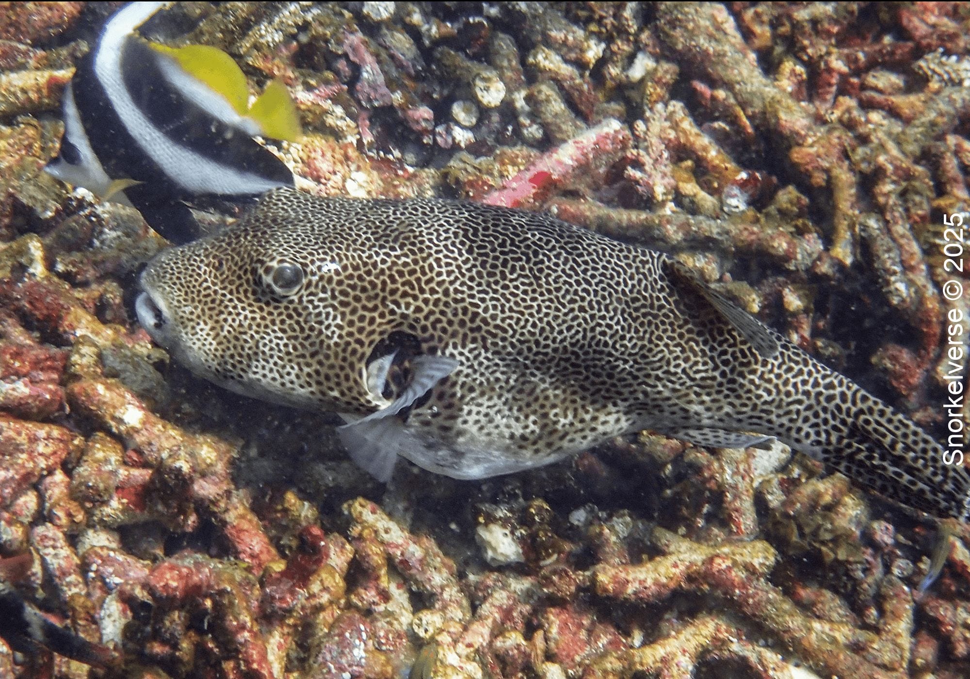 Snorkeling Shark Bay, Koh Tao 27 Porcupine Pufferfish, Shark Bay, Koh Tao