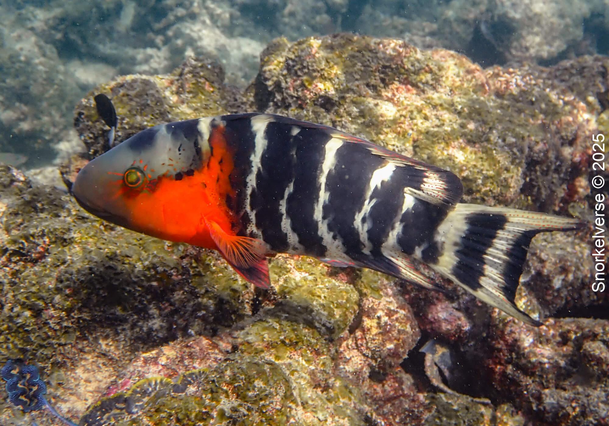 Red Banded Wrasse, Tanote Bay, Koh Tao