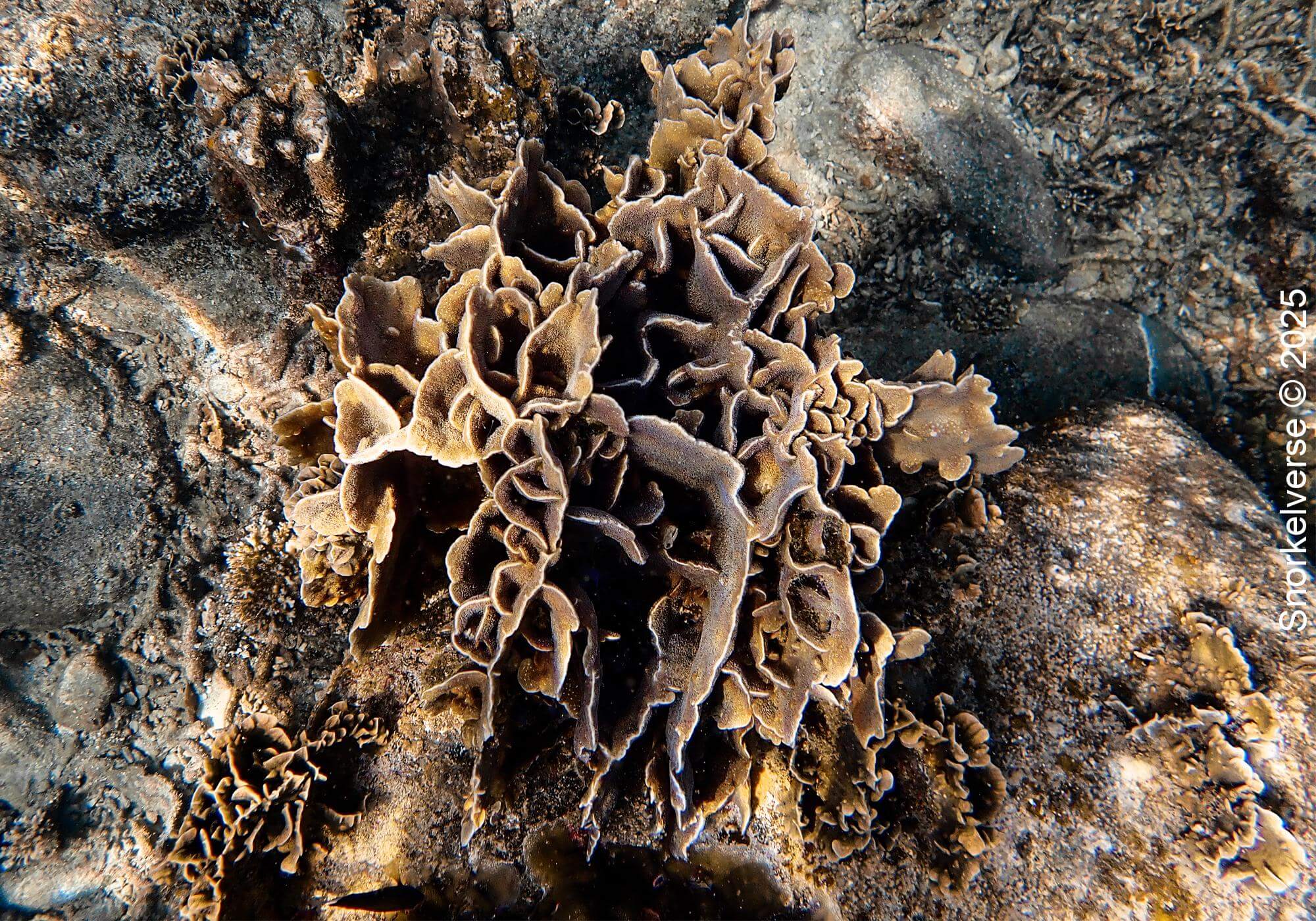 Snorkeling Hin Wong Bay, Koh Tao 34 Ridge Coral, Mango Bay,
Koh Tao, Thailand