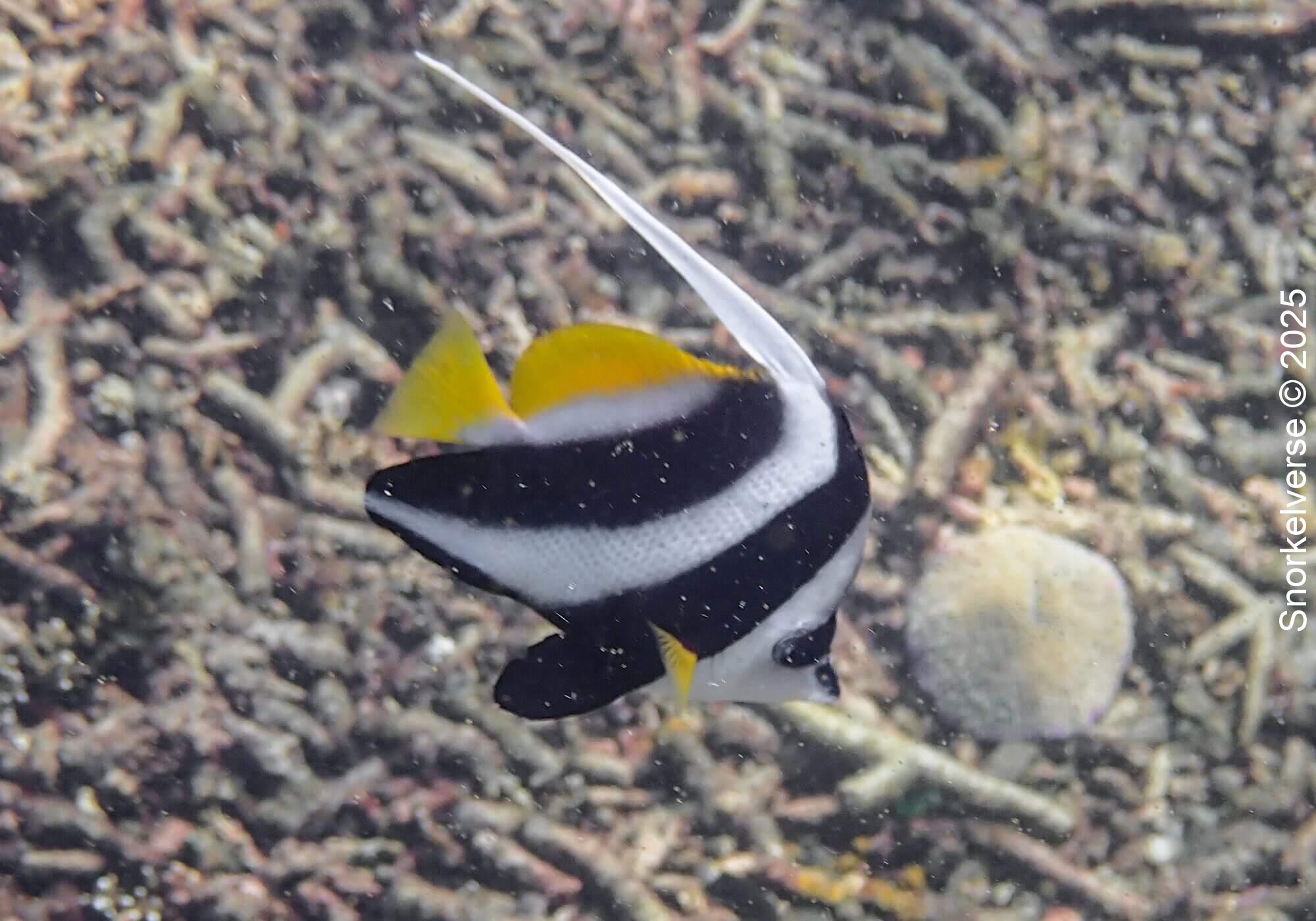 Singular Bannerfish, Shark Bay
