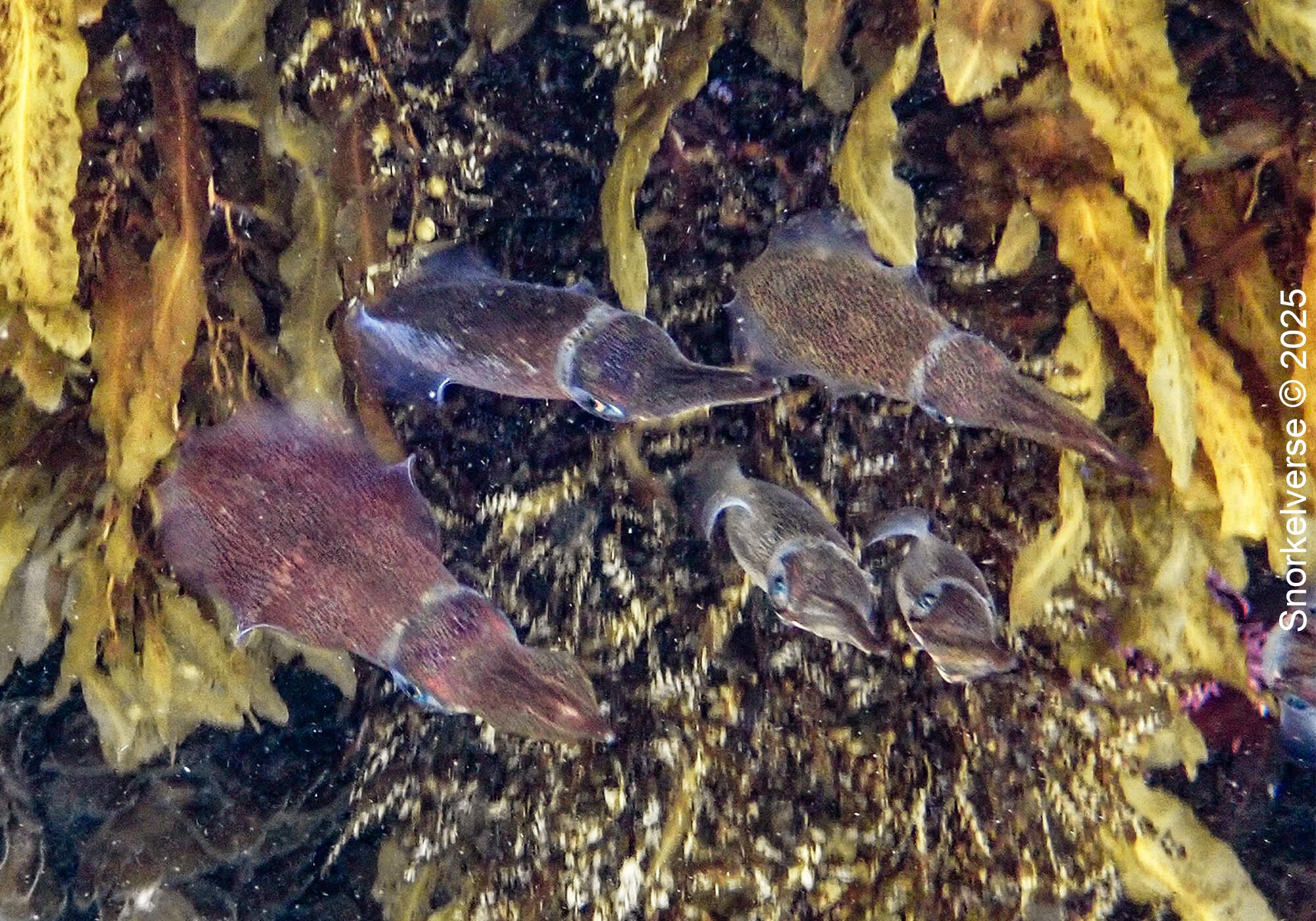 Snorkeling Shelly Beach / Cabbage Tree Bay at Manly, Sydney 69 Southern Squid, Shelly Beach