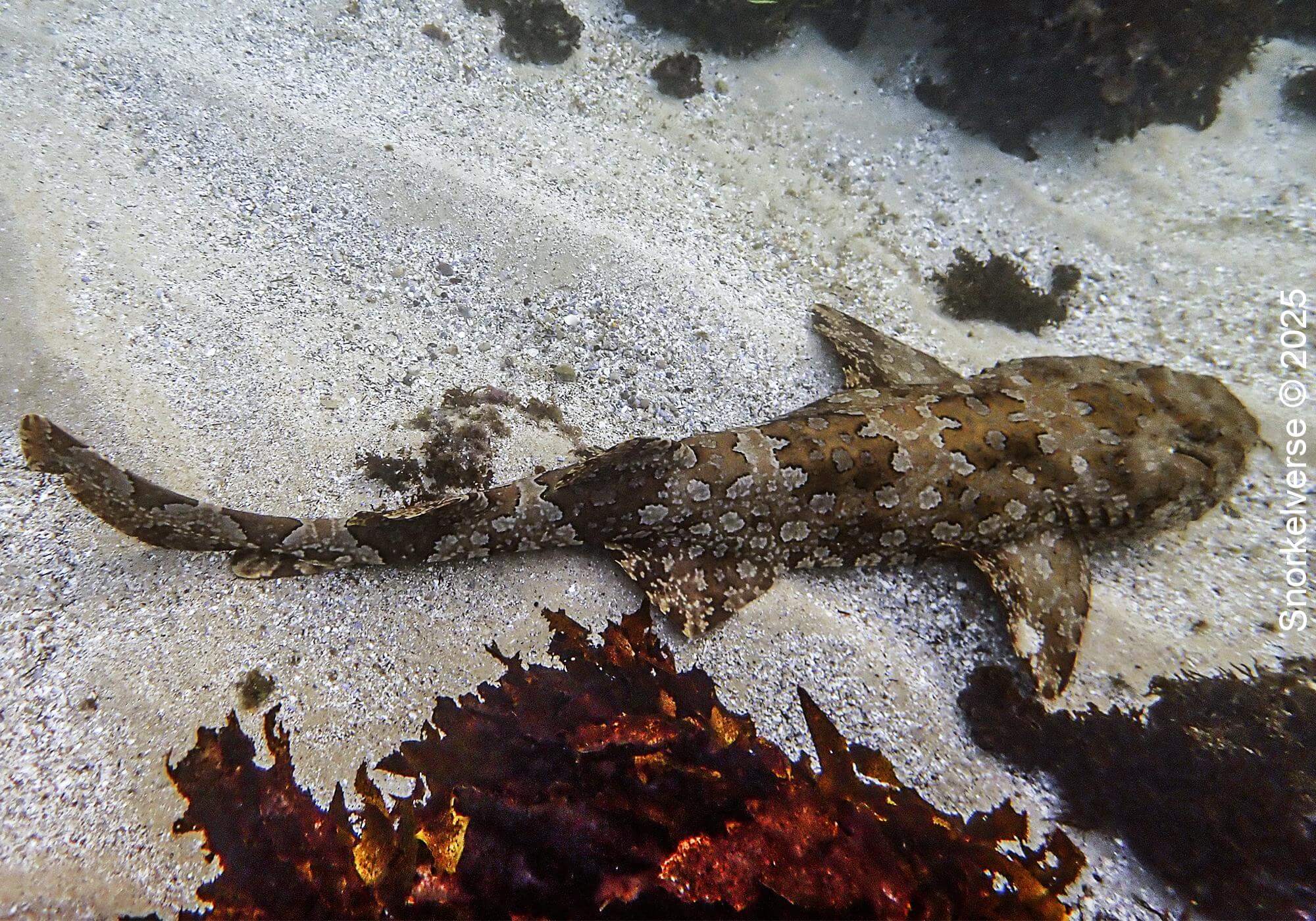 Snorkeling Shelly Beach / Cabbage Tree Bay at Manly, Sydney 44 Spotted Wobbegong Shelly Beach, Manly