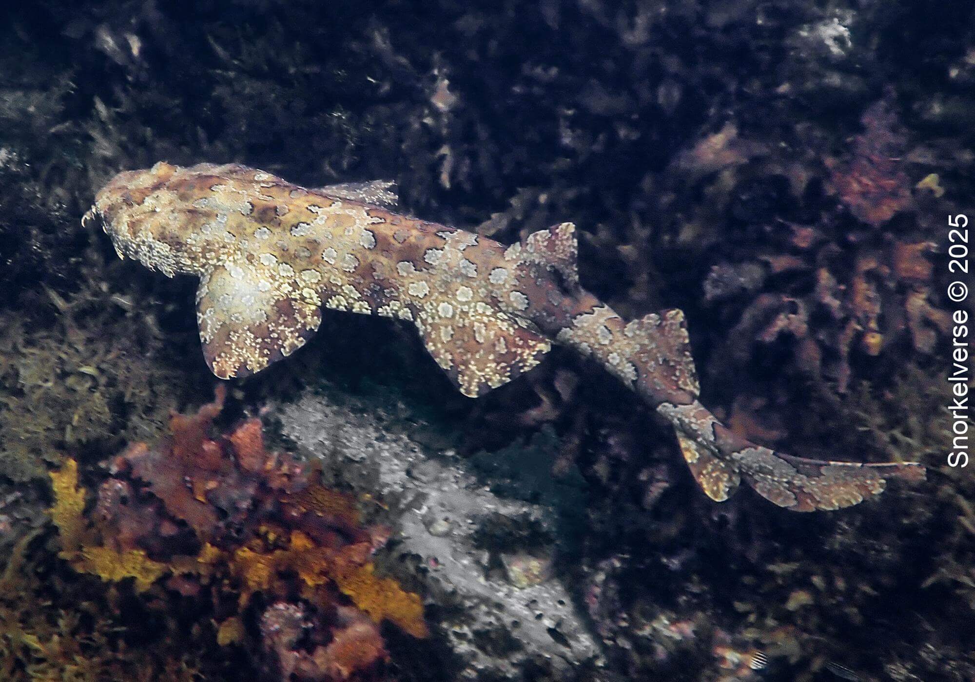 Spotted Wobbegong Shark