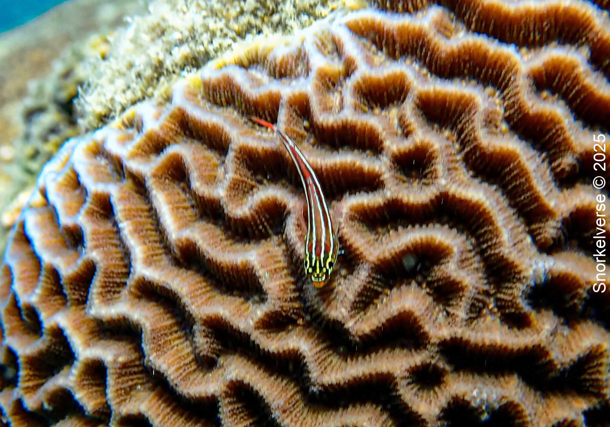 Striped Triplefin, Aow Leuk Bay, Koh Tao