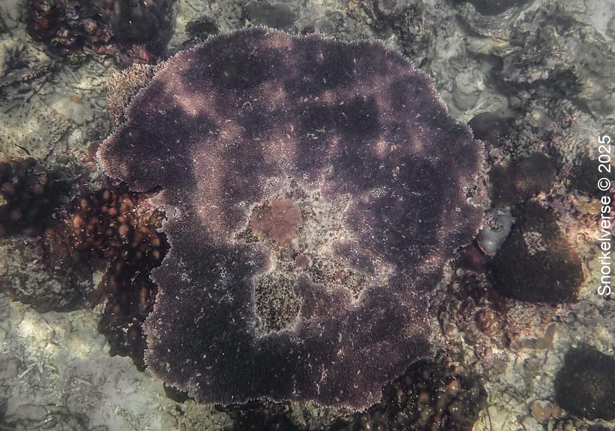 Snorkeling the corals of Lighthouse Bay, Koh Tao 32 Table Coral, Lighthouse Bay, Koh Tao