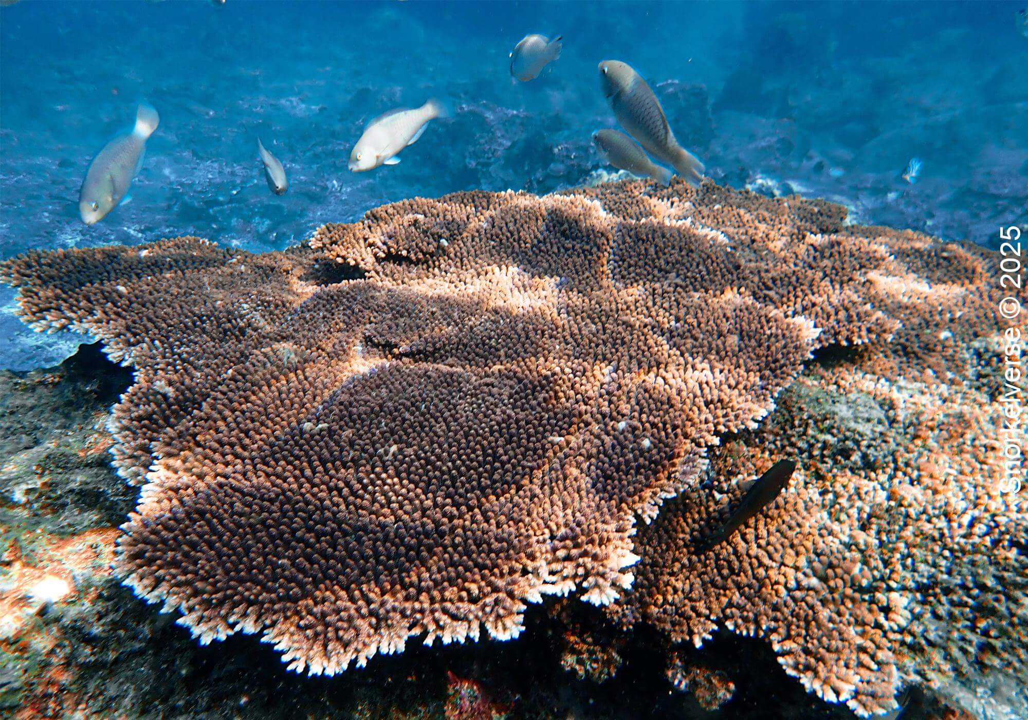 Table Coral, Mango Beach, Koh Tao