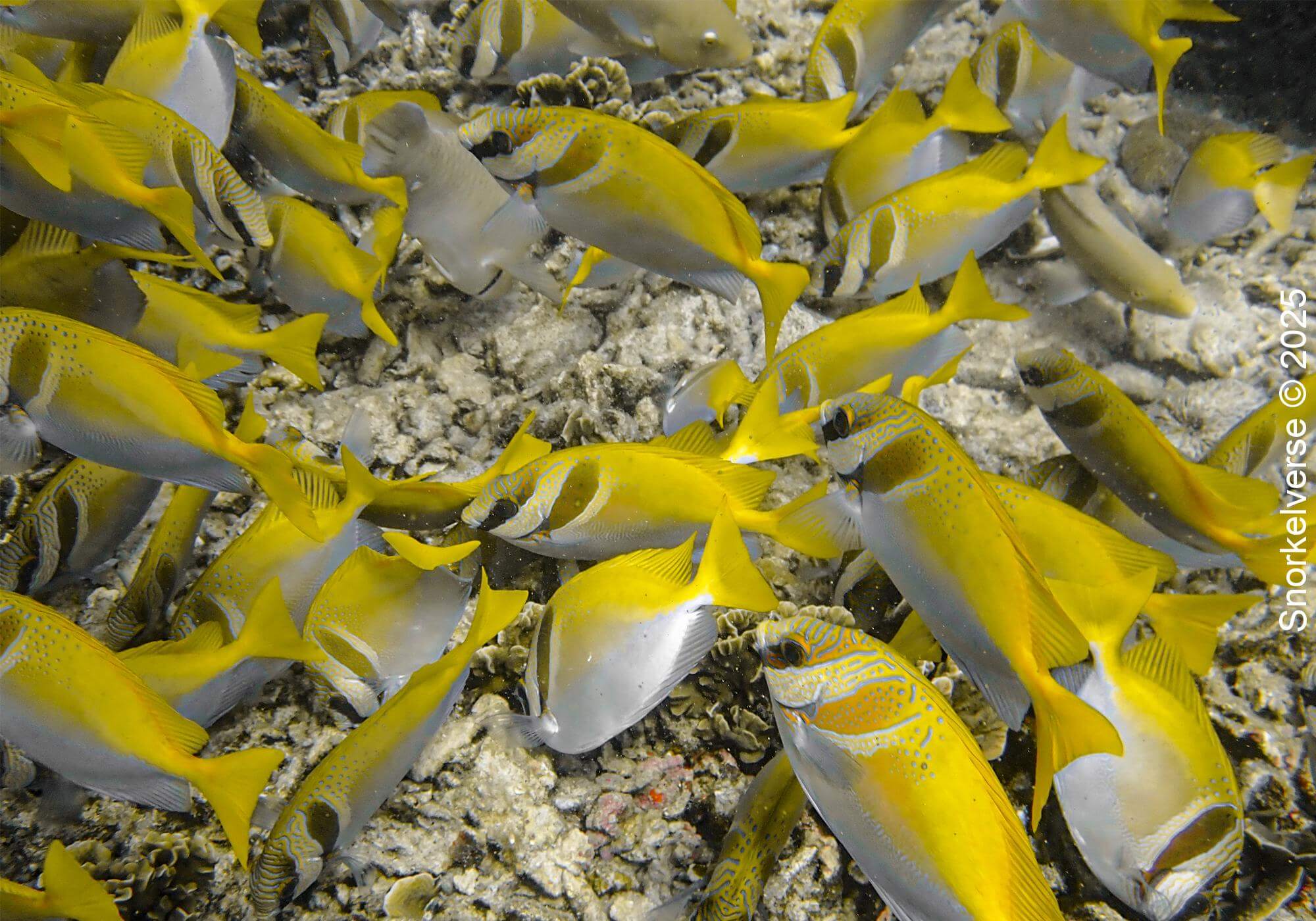 Snorkeling the crystal clear Japanese Gardens, Koh Tao 26 Virgate Rabbitfish, Japanese Gardens