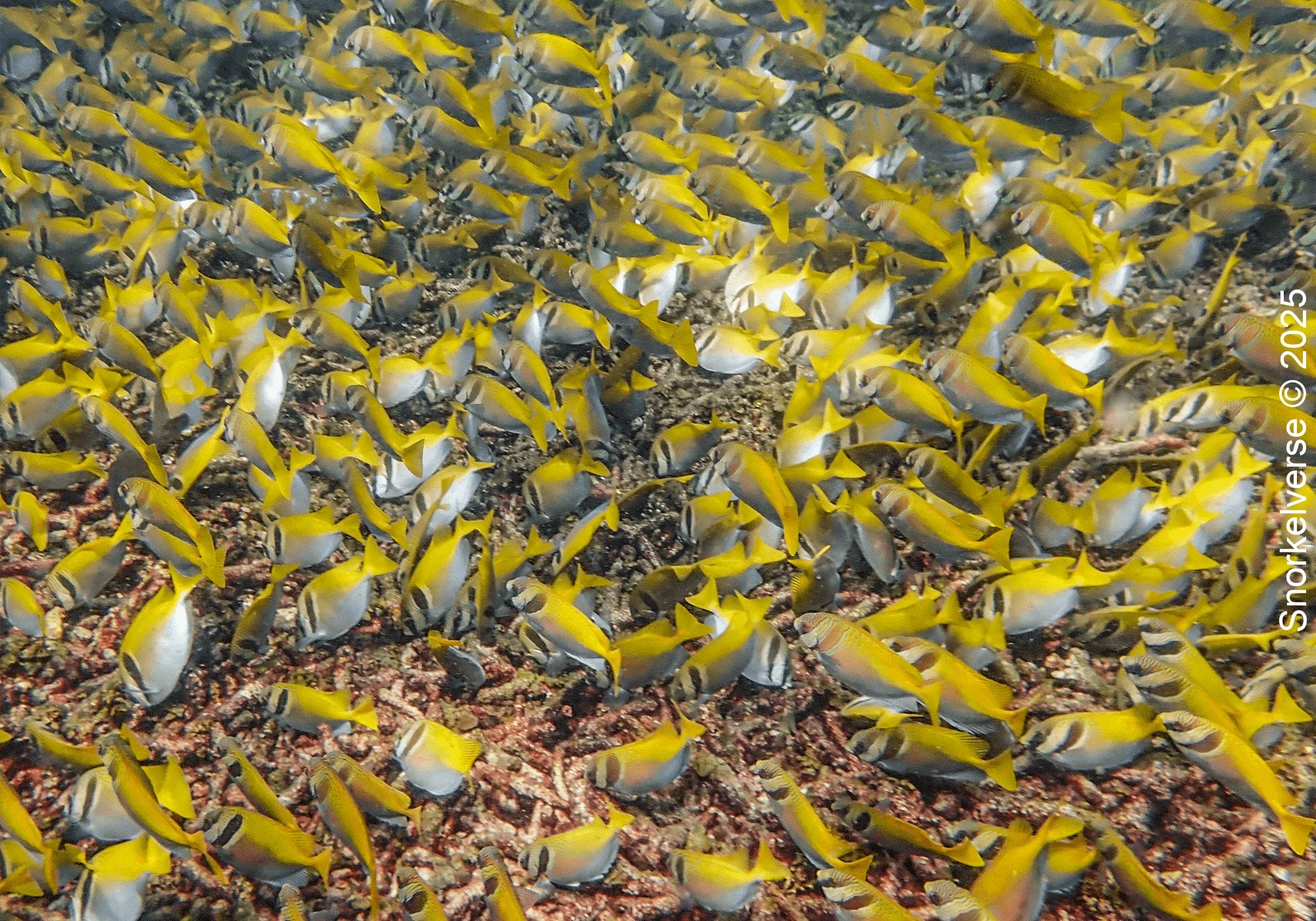 Virgate Rabbitfish, Shark Bay