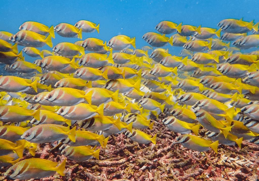Large school of Virgate Rabbitfish