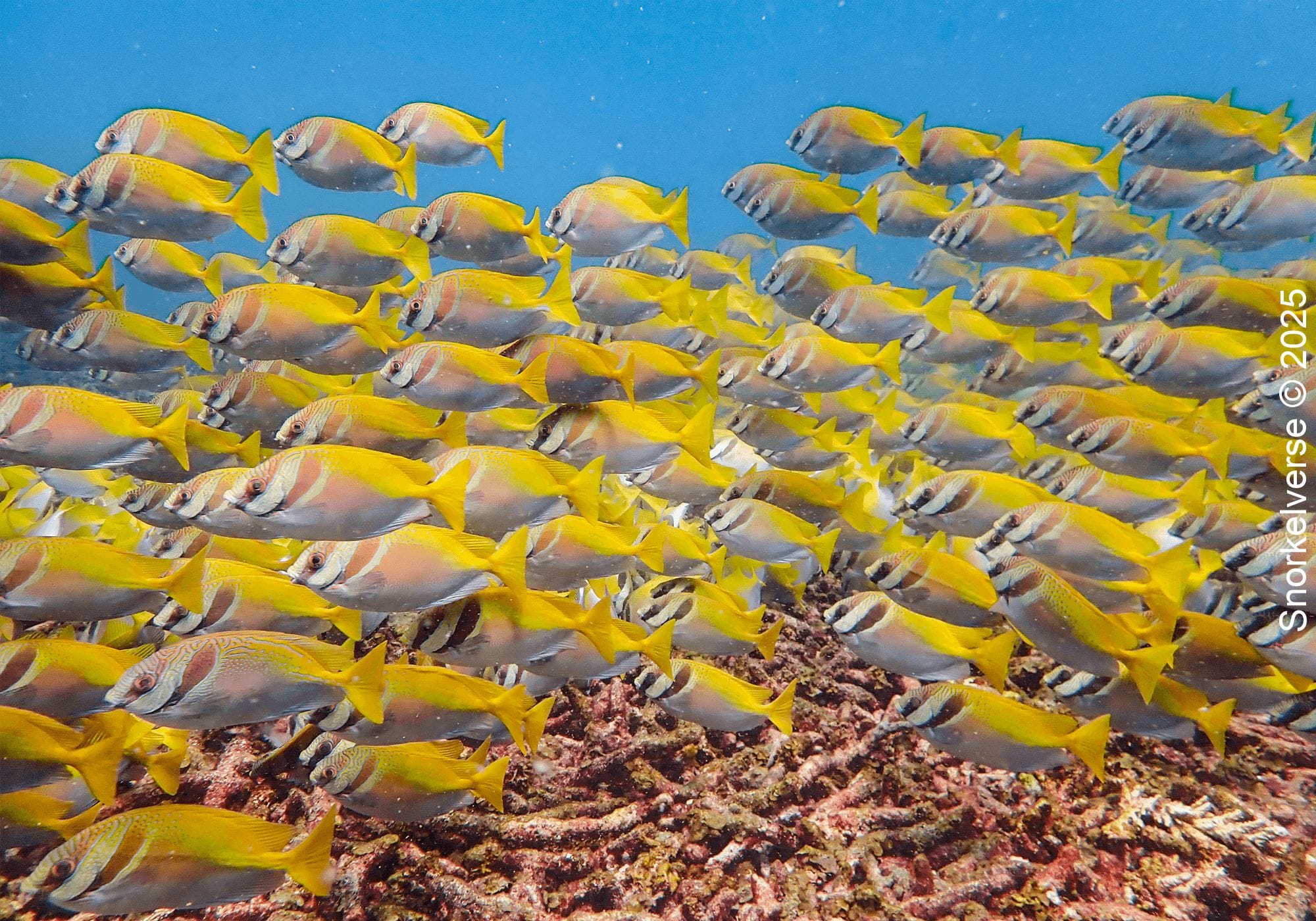 Snorkeling Shark Bay, Koh Tao 17 Large school of Virgate Rabbitfish