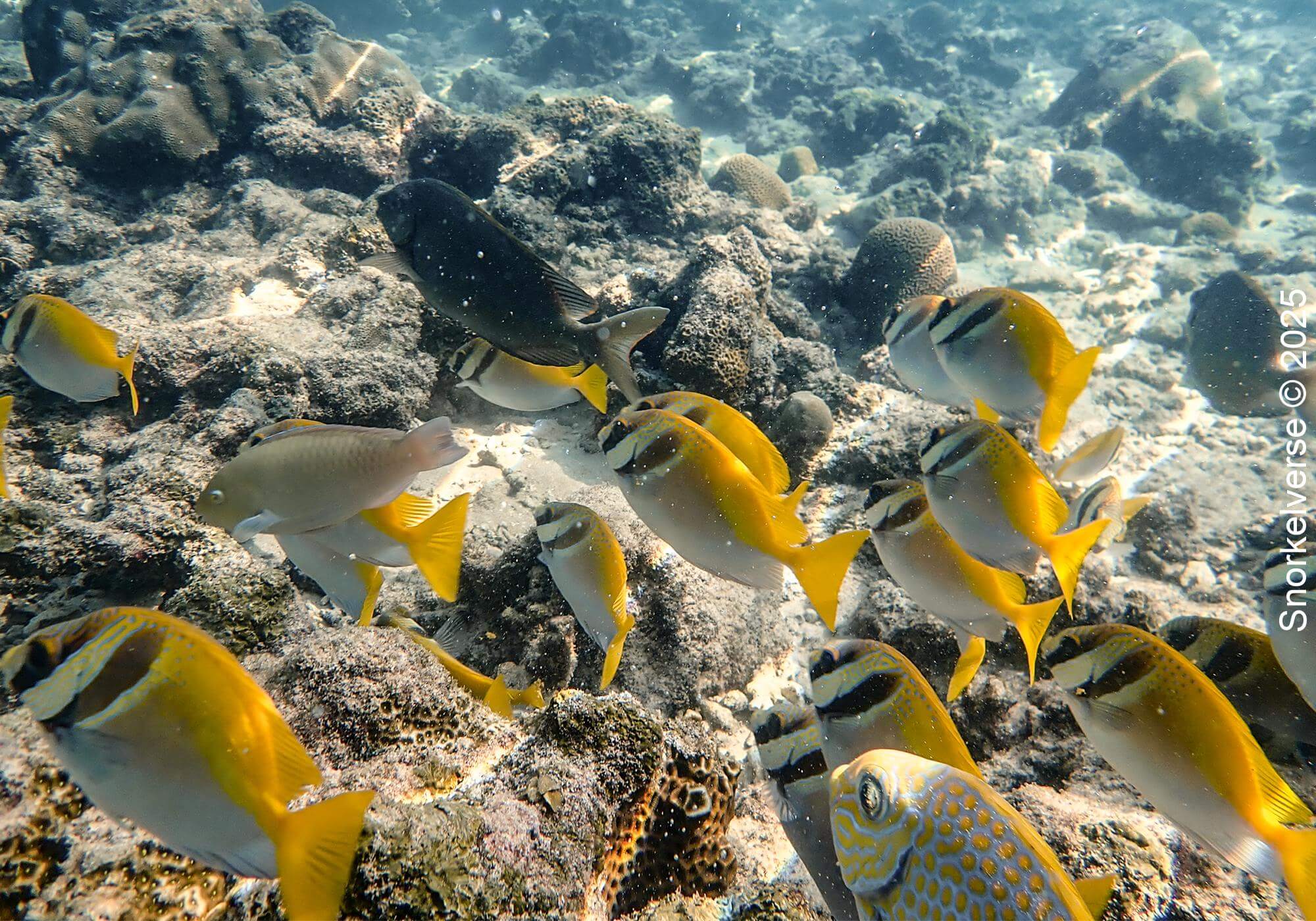 Virgate Rabbitfish, Tanote Bay